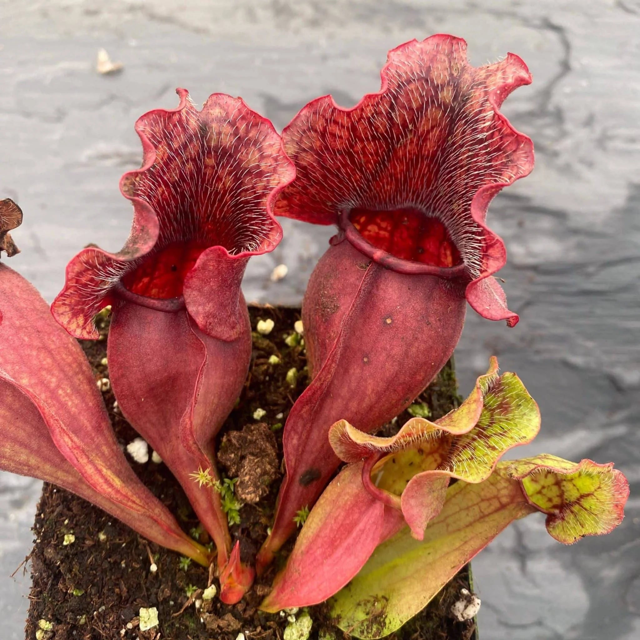 Sarracenia purpurea ssp. venosa, Old Dock, Columbus Co., 15-20 cm 大森食虫植物農園