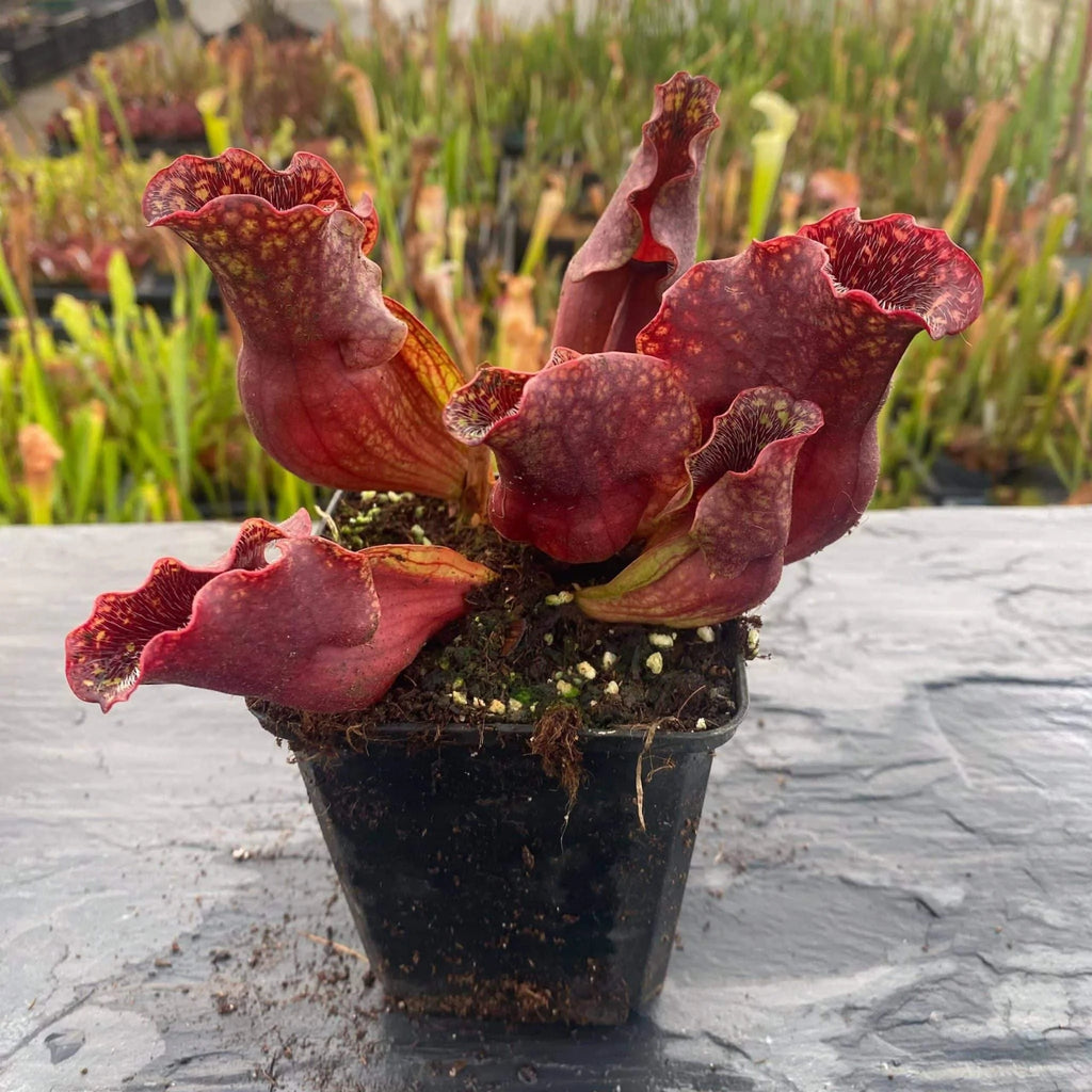 Sarracenia purpurea ssp. venosa, Old Dock, Columbus Co., 15-20 cm 大森食虫植物農園