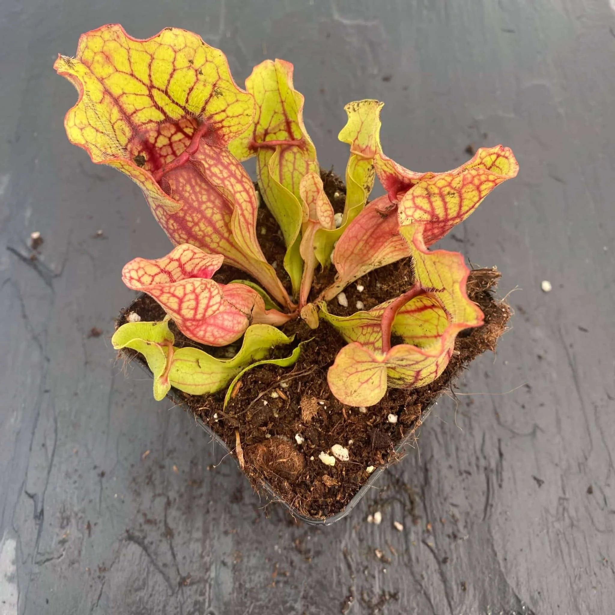 Sarracenia purpurea ssp. venosa „Pale Yellow Plant“, 10-15 cm 大森食虫植物農園