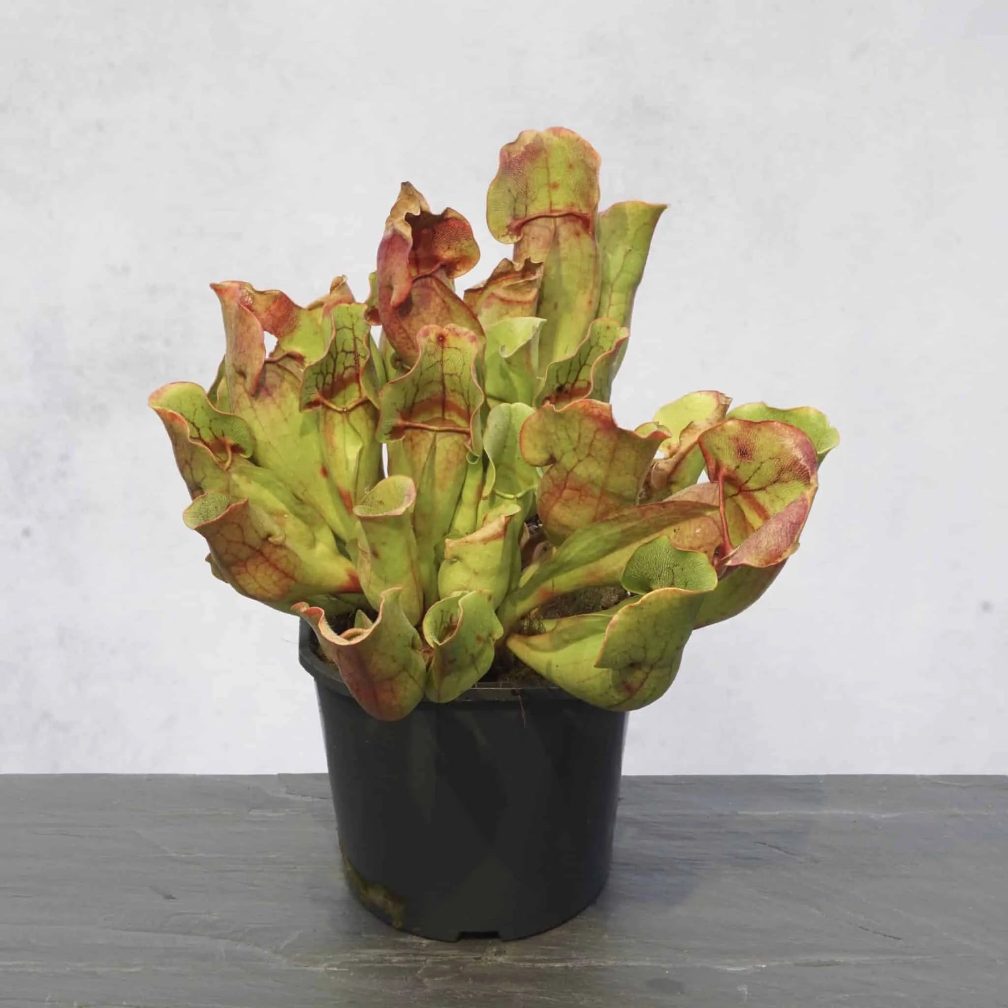 Sarracenia purpurea ssp. venosa „Pure Yellow Flower“, NC, 12-15 cm 大森食虫植物農園