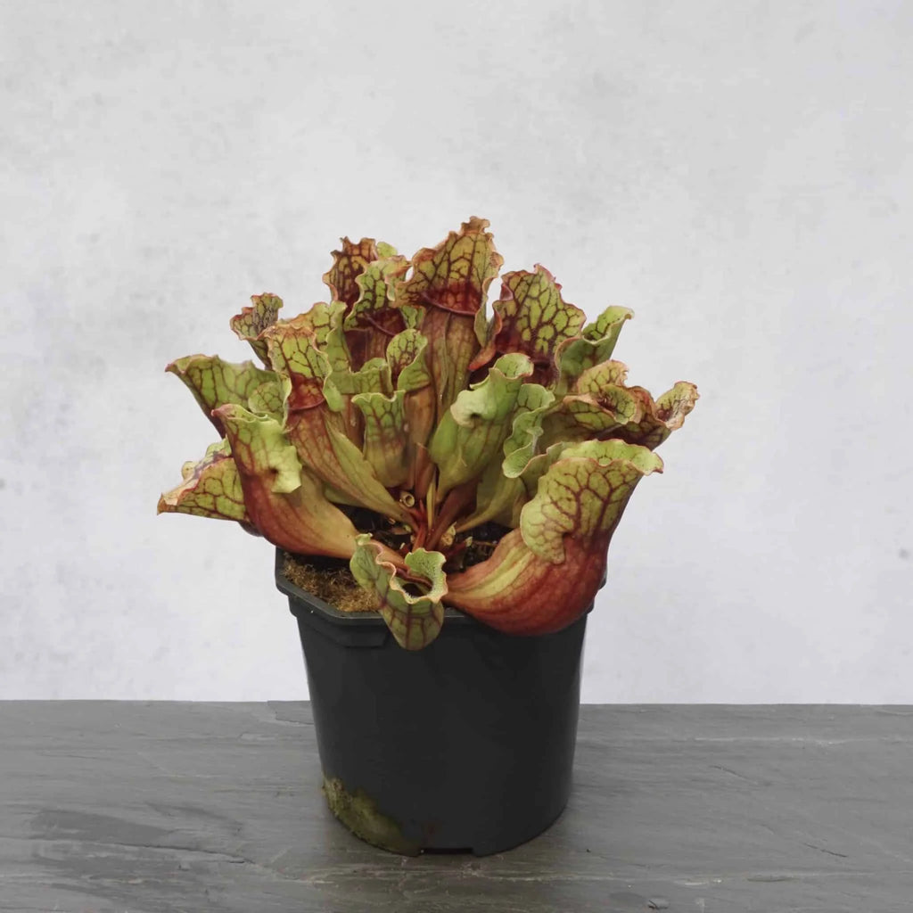 Sarracenia purpurea ssp. venosa, Reedy Creek, Caroline Co., 12-16 cm 大森食虫植物農園