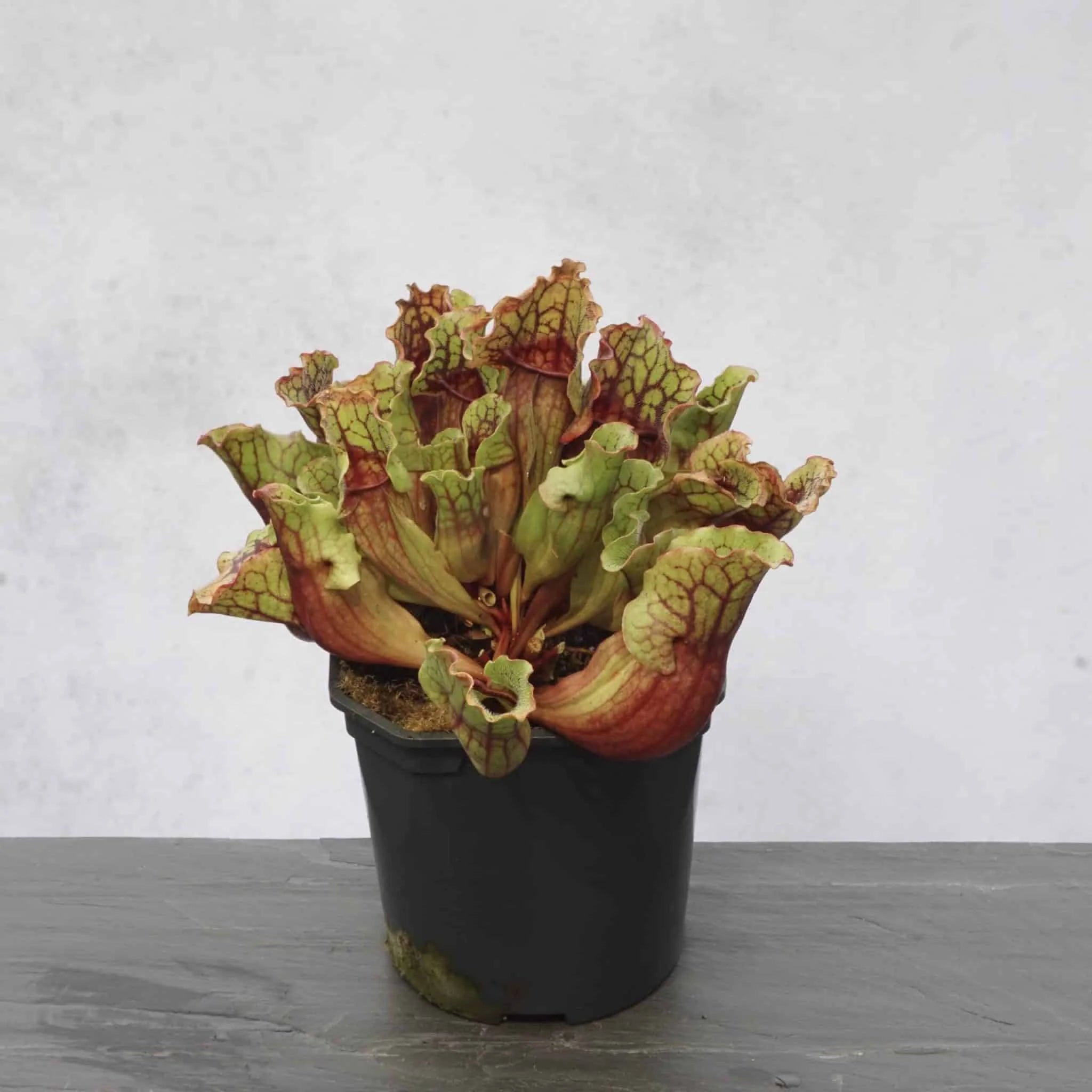 Sarracenia purpurea ssp. venosa, Reedy Creek, Caroline Co., 12-16 cm 大森食虫植物農園