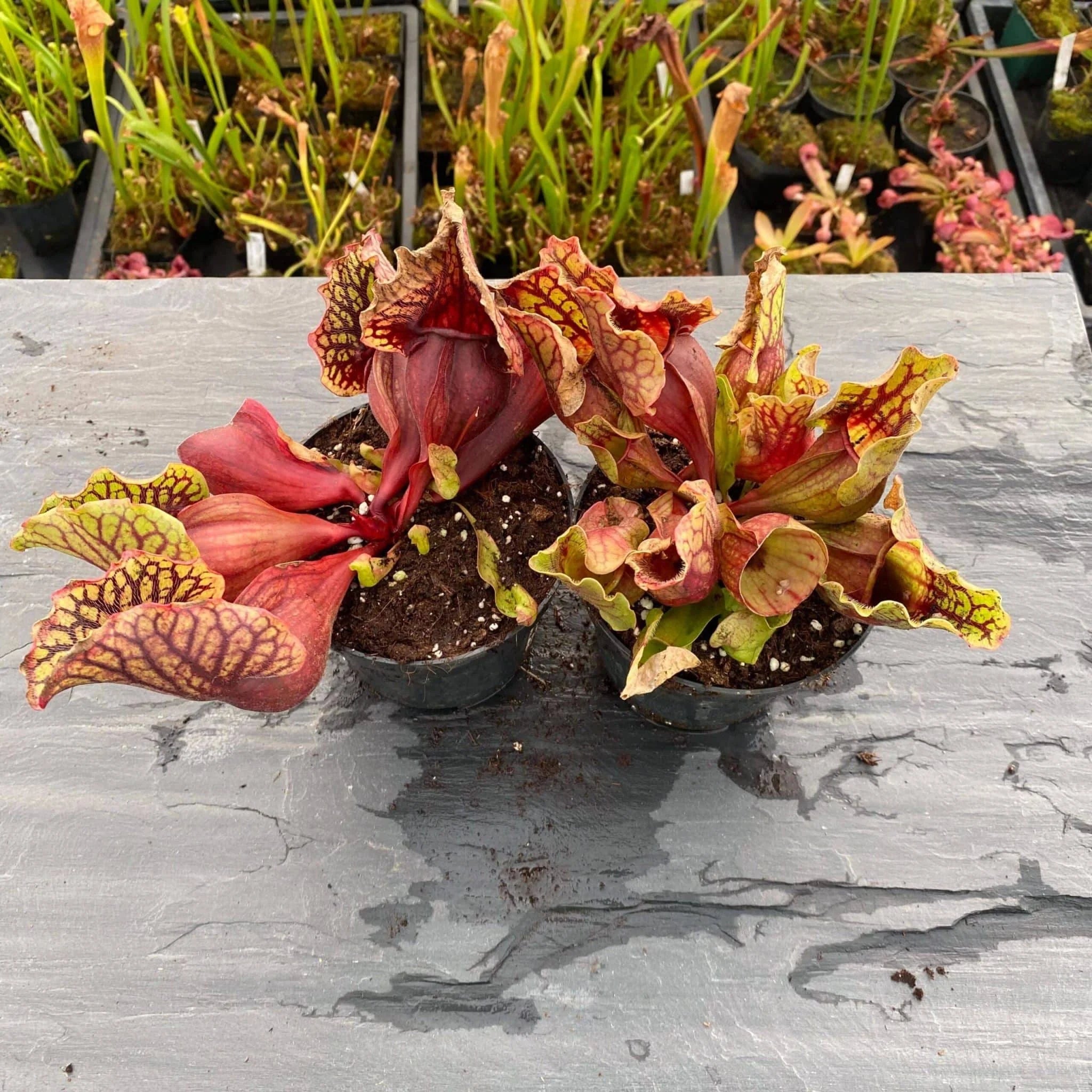 Sarracenia purpurea ssp. venosa, Reedy Creek x montana Tom’s Swamp, 15-20 cm 大森食虫植物農園