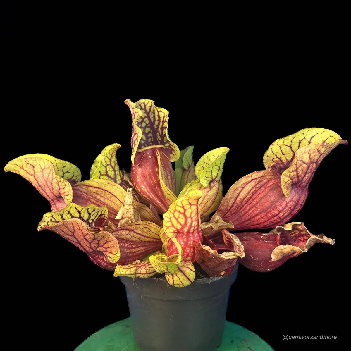 Sarracenia purpurea ssp. venosa, Reedy Creek x montana Tom’s Swamp, 15-20 cm 大森食虫植物農園