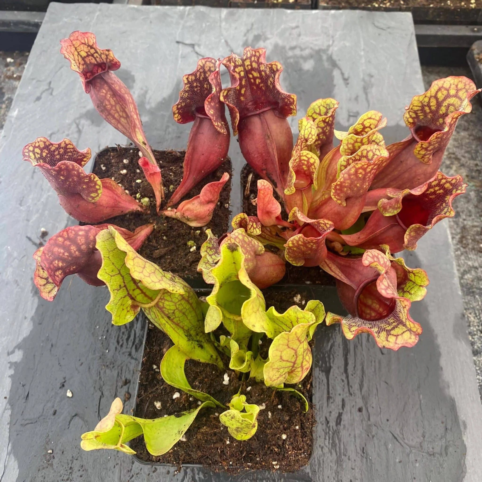 Sarracenia purpurea ssp. venosa, Reedy Creek, Caroline Co., 12-16 cm 大森食虫植物農園