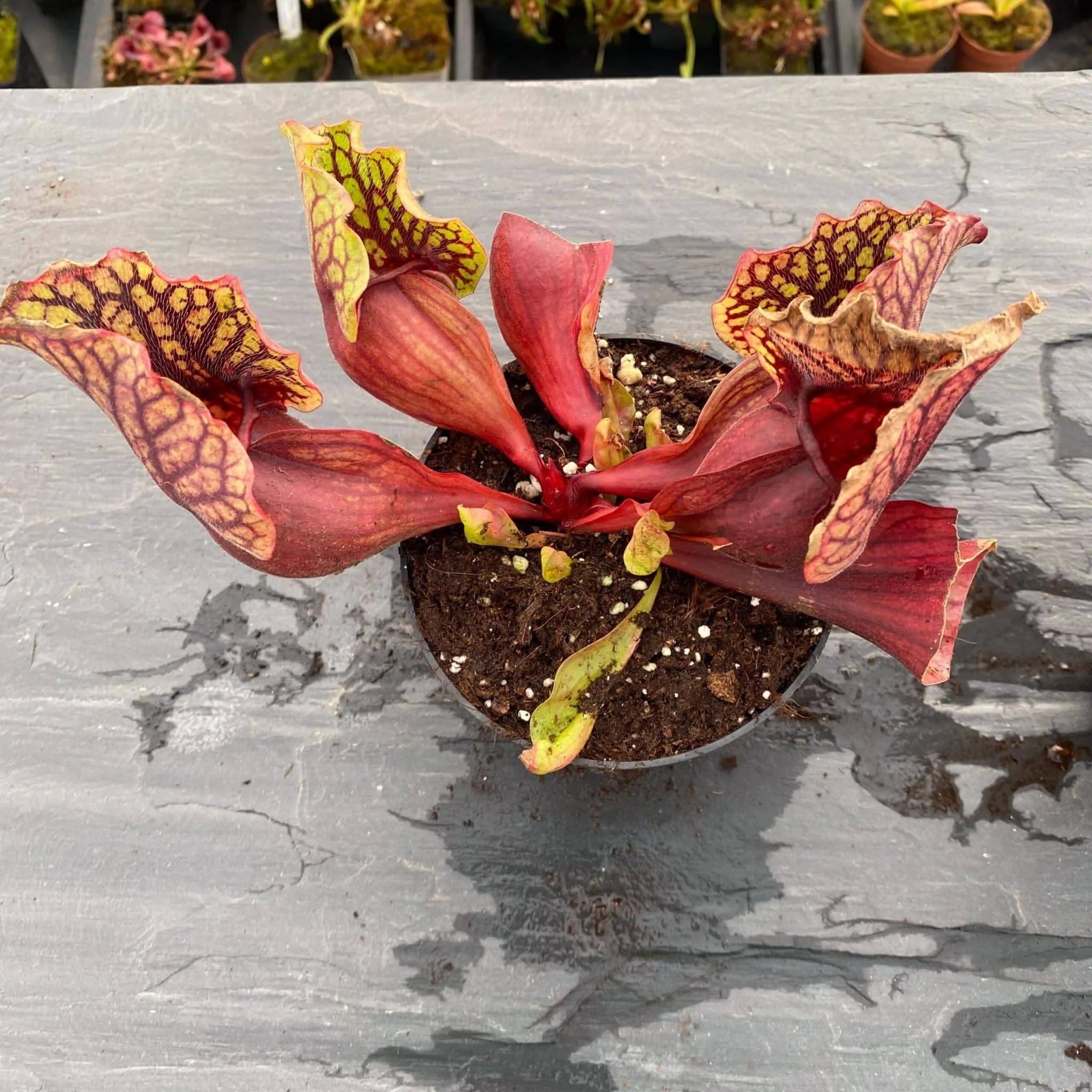 Sarracenia purpurea ssp. venosa, Reedy Creek x montana Tom’s Swamp, 15-20 cm 大森食虫植物農園