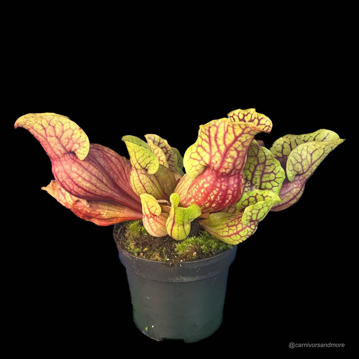 Sarracenia purpurea ssp. venosa, Reedy Creek x montana Tom’s Swamp, 15-20 cm 大森食虫植物農園