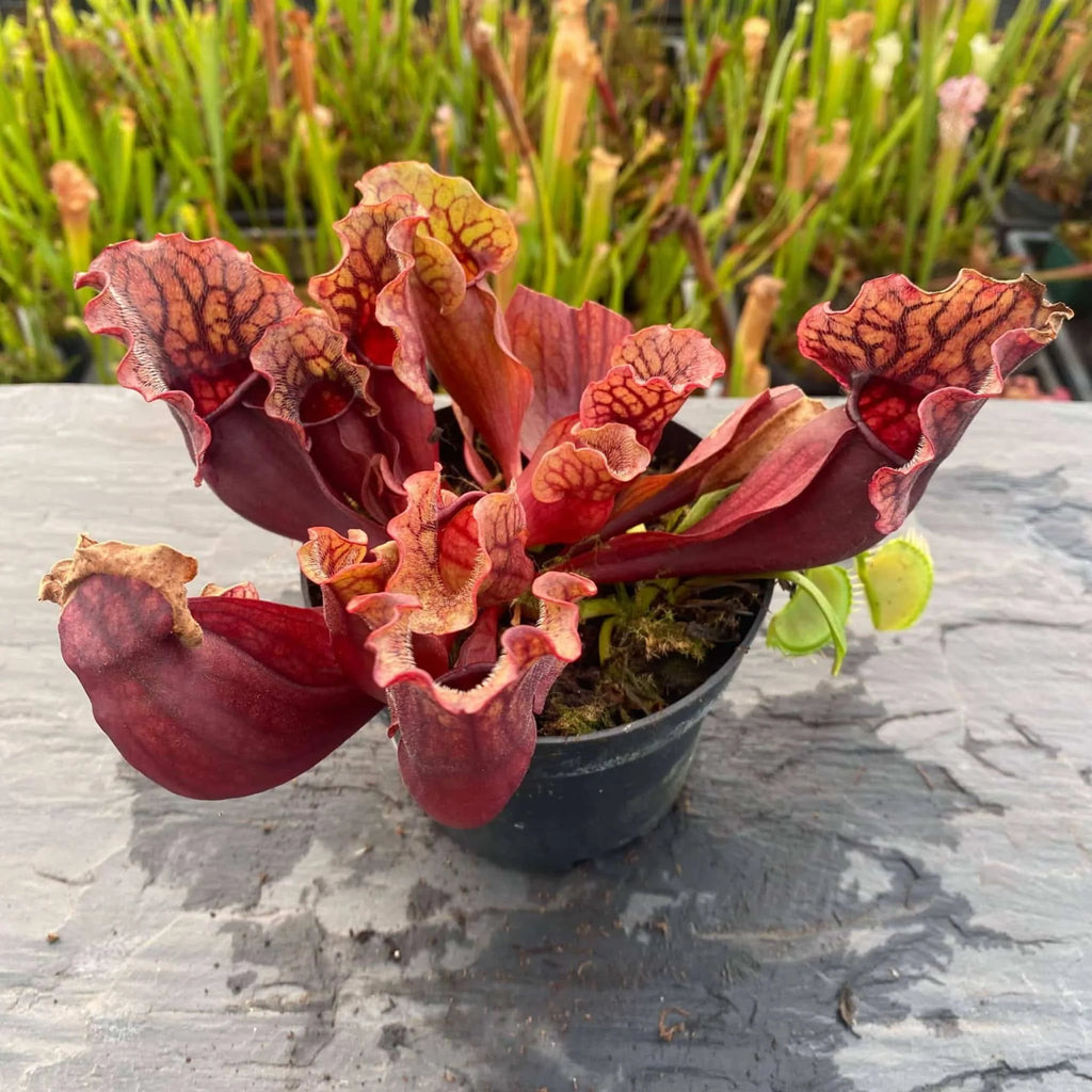 Sarracenia purpurea ssp. venosa, Reedy Creek, Caroline Co., 12-16 cm 大森食虫植物農園