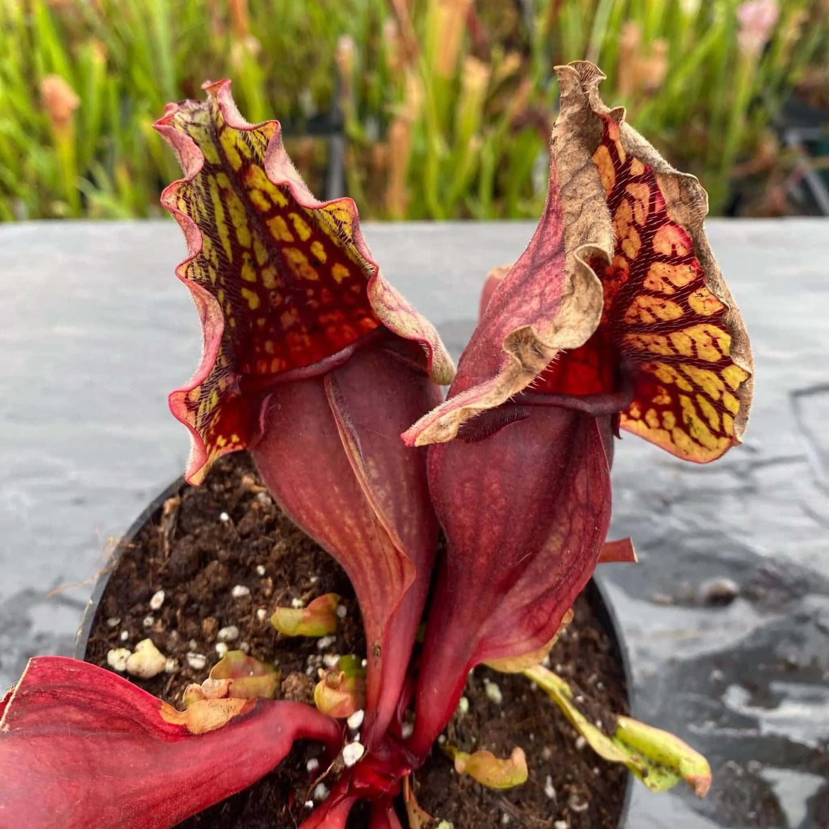 Sarracenia purpurea ssp. venosa, Reedy Creek x montana Tom’s Swamp, 15-20 cm 大森食虫植物農園