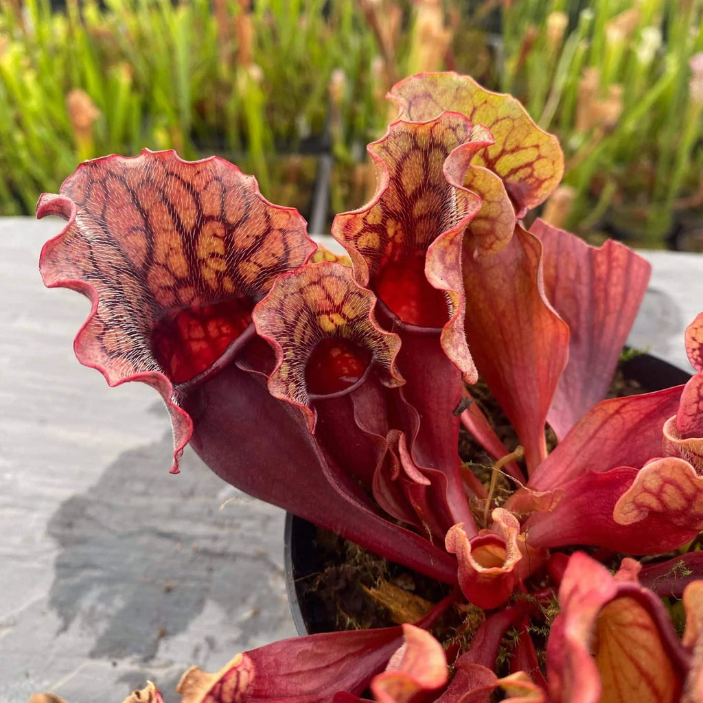 Sarracenia purpurea ssp. venosa, Reedy Creek, Caroline Co., 12-16 cm 大森食虫植物農園