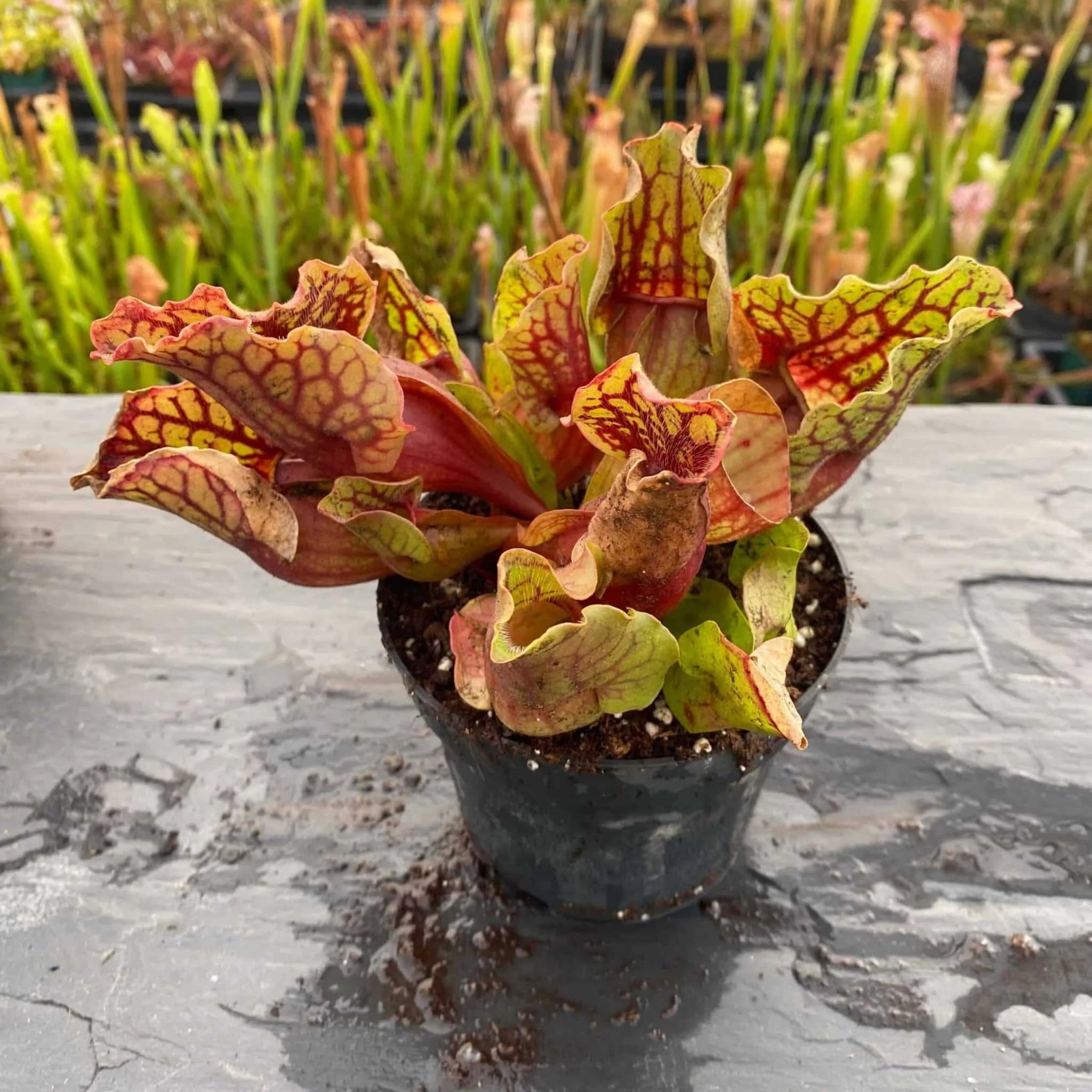 Sarracenia purpurea ssp. venosa, Reedy Creek x montana Tom’s Swamp, 15-20 cm 大森食虫植物農園