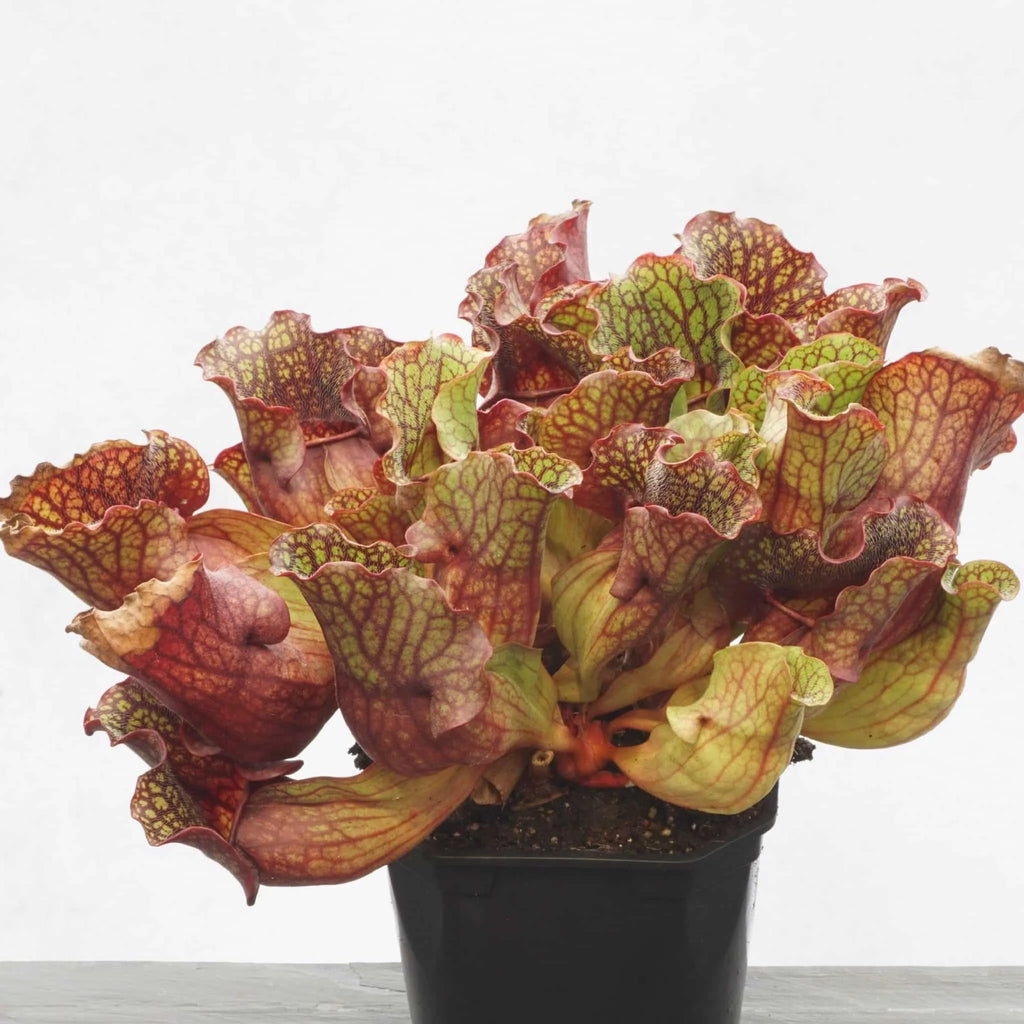 Sarracenia purpurea ssp. venosa „Ruffled Lid“ 大森食虫植物農園