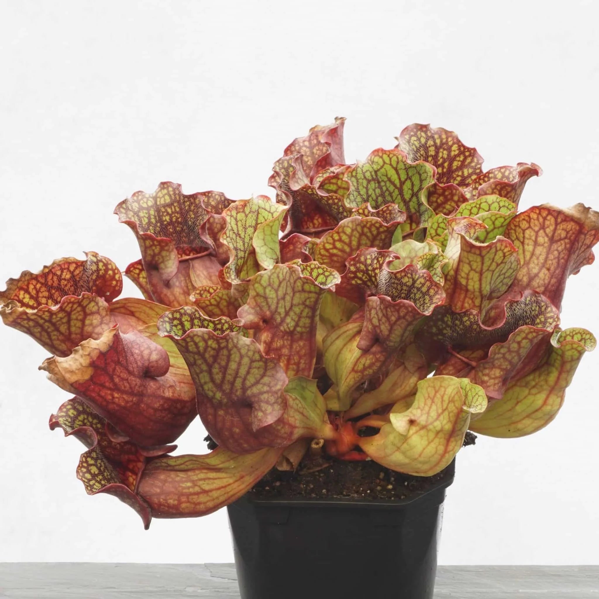 Sarracenia purpurea ssp. venosa „Ruffled Lid“ 大森食虫植物農園