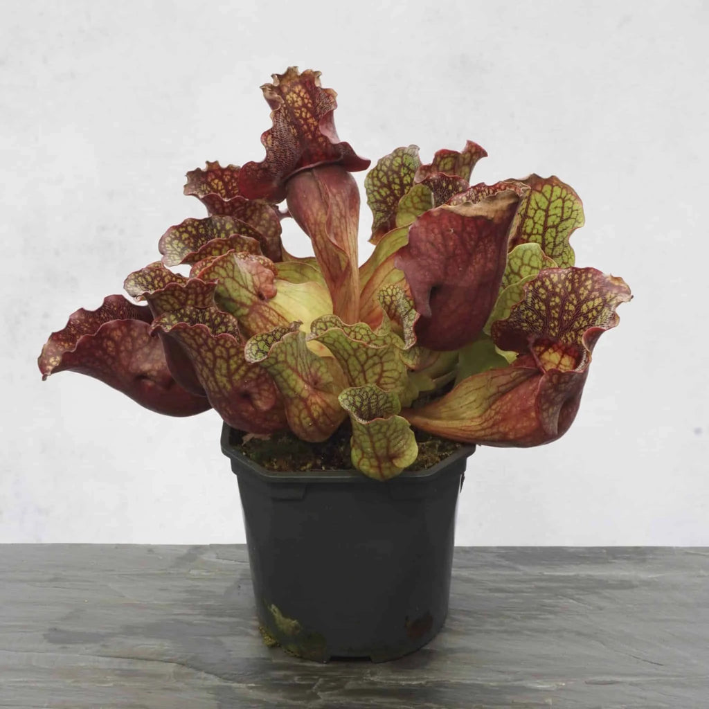 Sarracenia purpurea ssp. venosa „Ruffled Lid“ 大森食虫植物農園