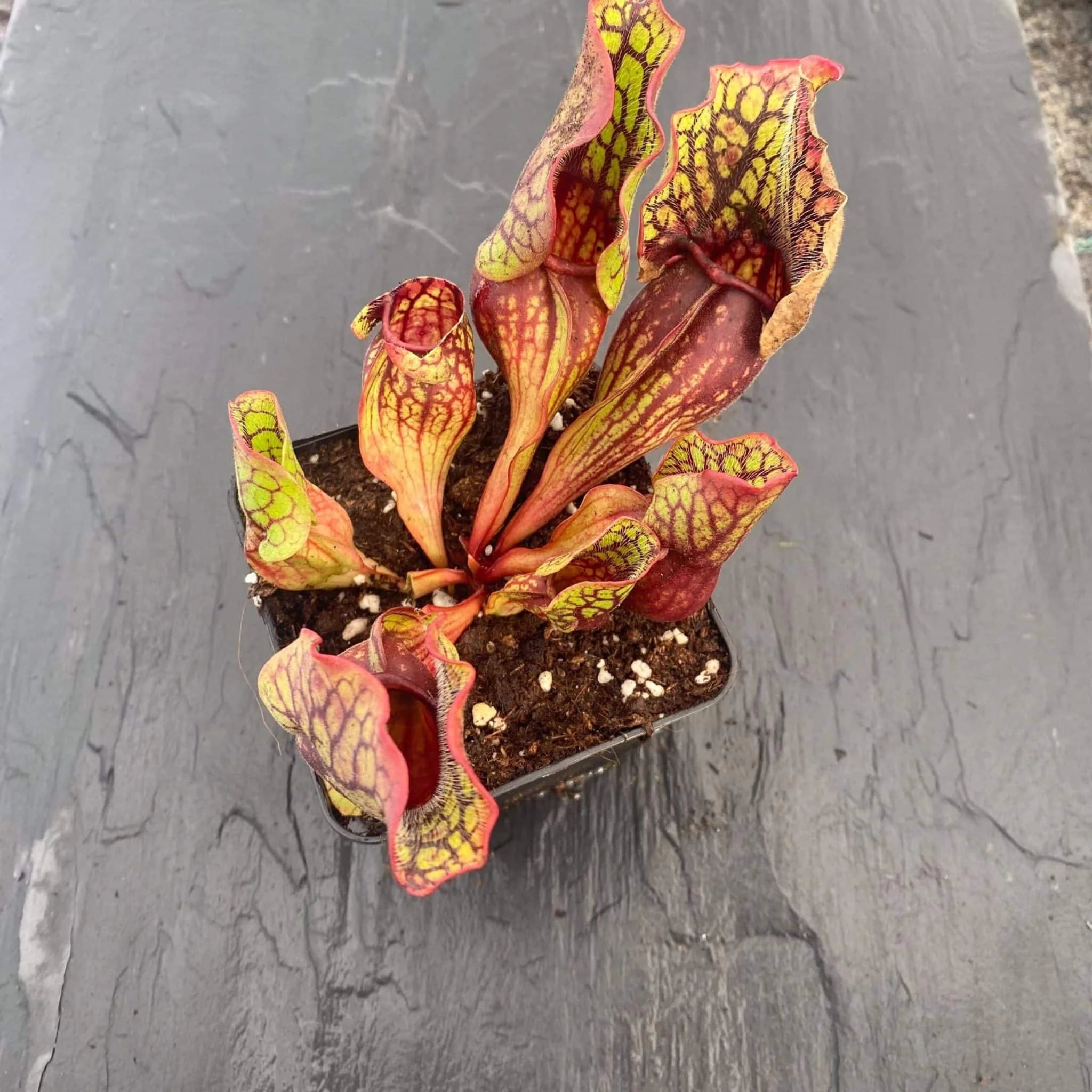 Sarracenia purpurea ssp. venosa, Sheely Pond x montana Transsylvania Co, 12-14cm 大森食虫植物農園