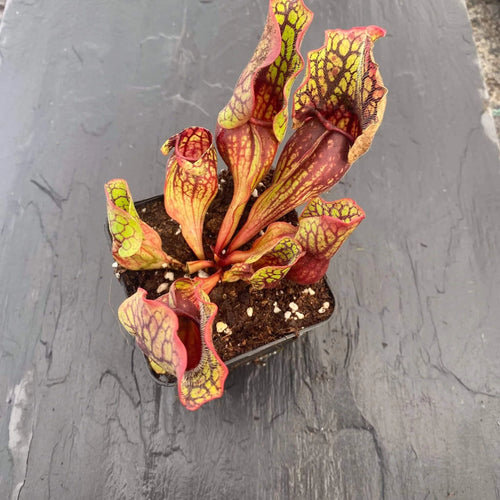 Sarracenia purpurea ssp. venosa, Sheely Pond x montana Transsylvania Co, 12-14cm 大森食虫植物農園