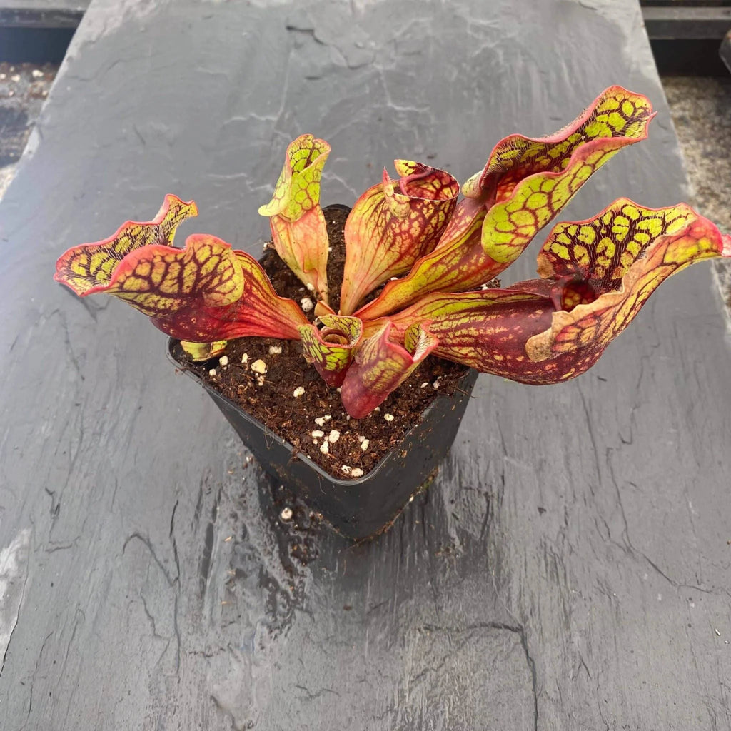 Sarracenia purpurea ssp. venosa, Sheely Pond x montana Transsylvania Co, 12-14cm 大森食虫植物農園
