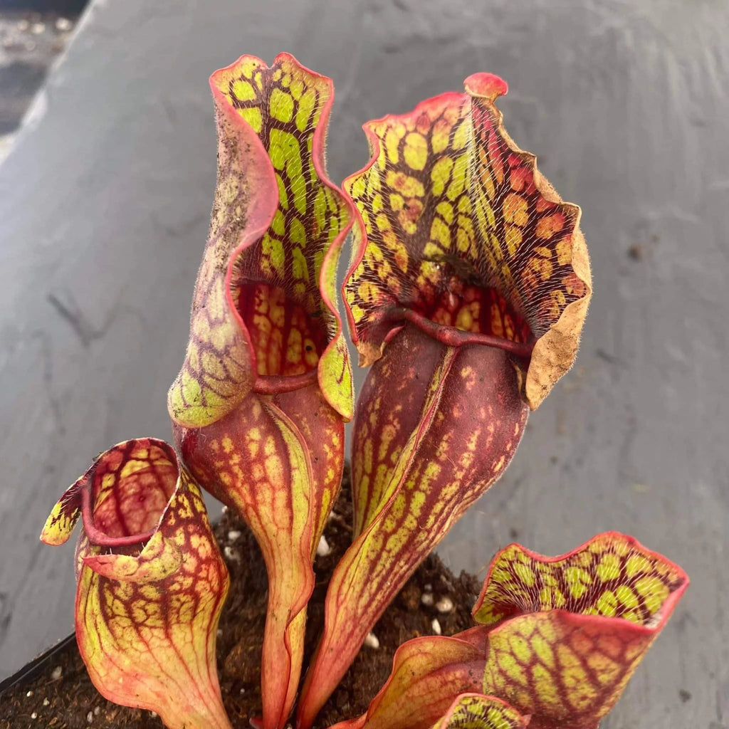 Sarracenia purpurea ssp. venosa, Sheely Pond x montana Transsylvania Co, 12-14cm 大森食虫植物農園