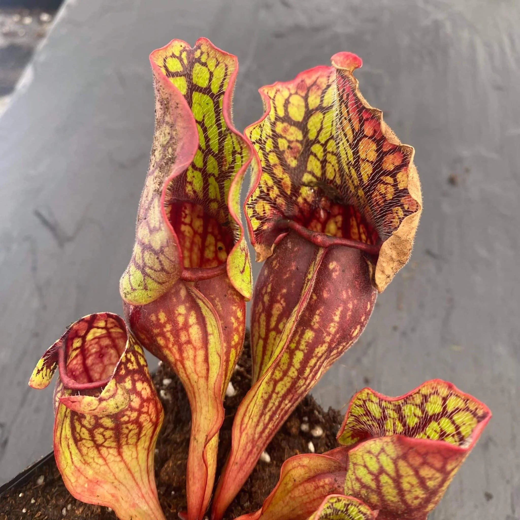 Sarracenia purpurea ssp. venosa, Sheely Pond x montana Transsylvania Co, 12-14cm 大森食虫植物農園