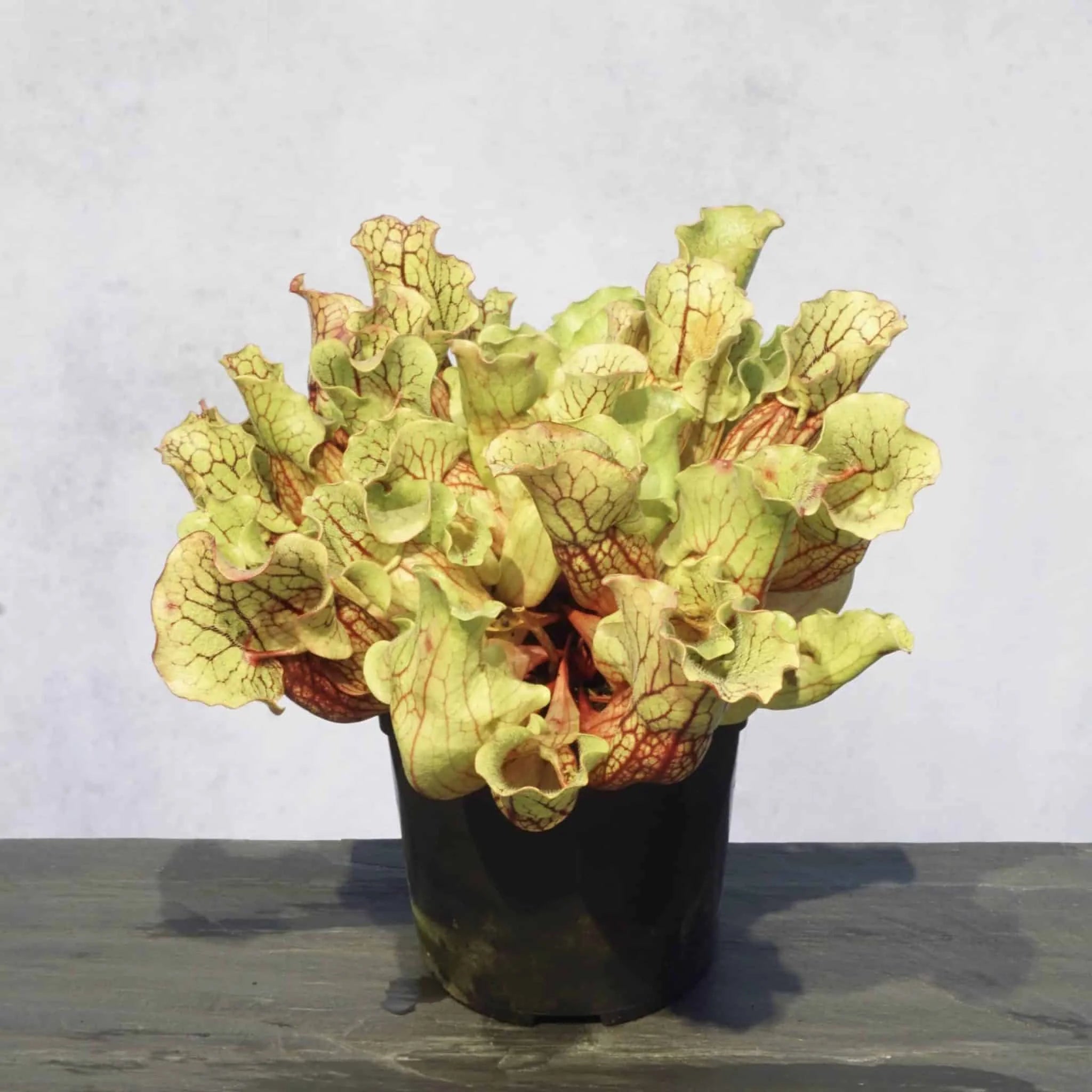 Sarracenia purpurea ssp. venosa, Tatnall Co., seedgrown or divisions, 12-15 cm 大森食虫植物農園