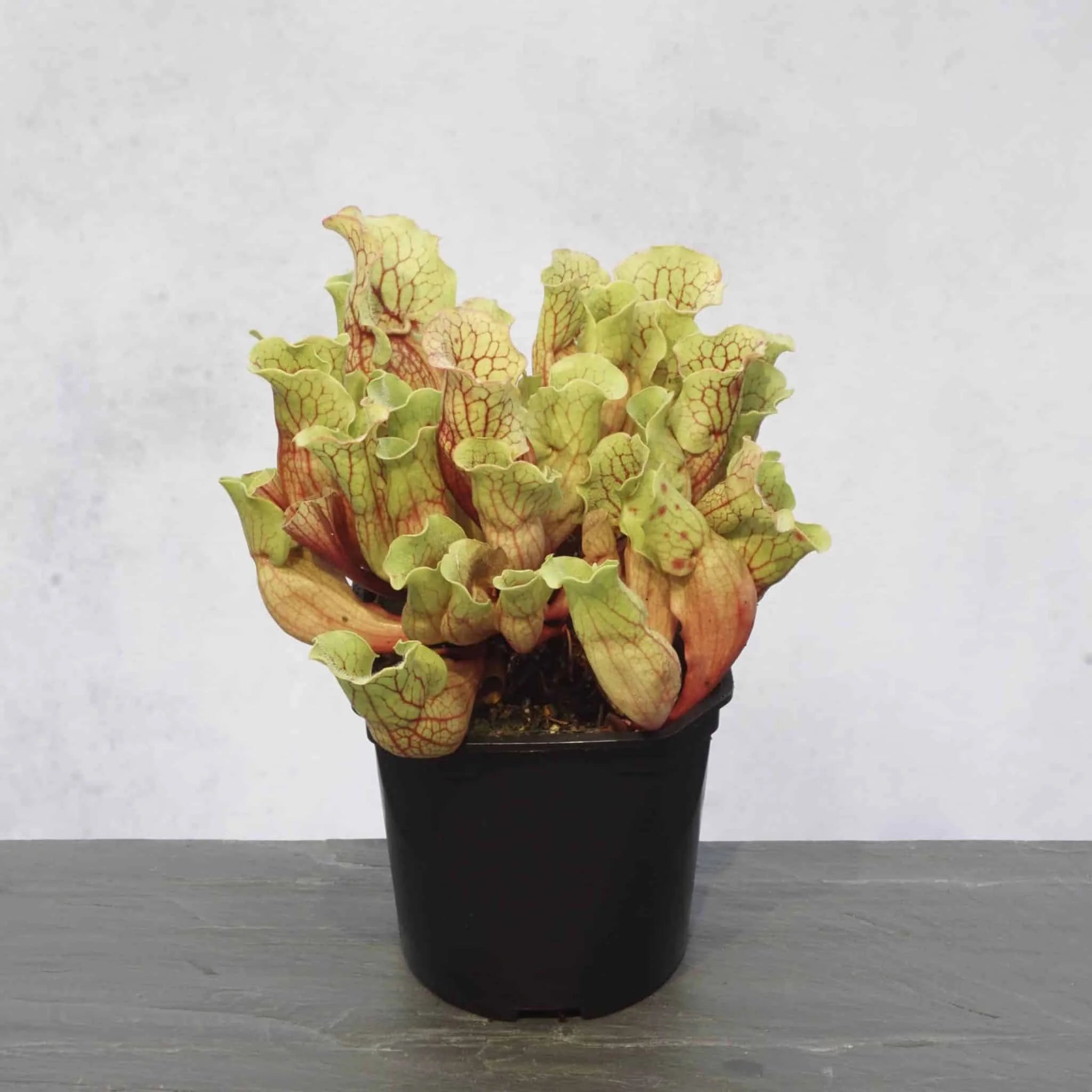 Sarracenia purpurea ssp. venosa, Tatnall Co., seedgrown or divisions, 12-15 cm 大森食虫植物農園