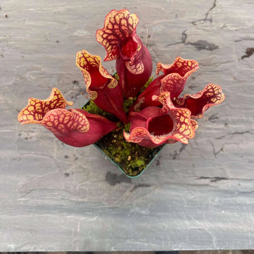 Sarracenia purpurea ssp. venosa, Tatnall Co., seedgrown or divisions, 12-15 cm 大森食虫植物農園