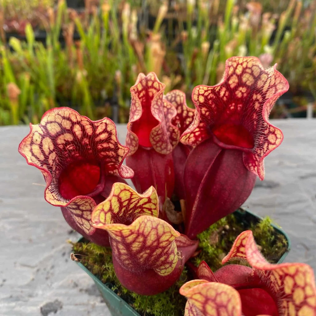 Sarracenia purpurea ssp. venosa, Tatnall Co., seedgrown or divisions, 12-15 cm 大森食虫植物農園