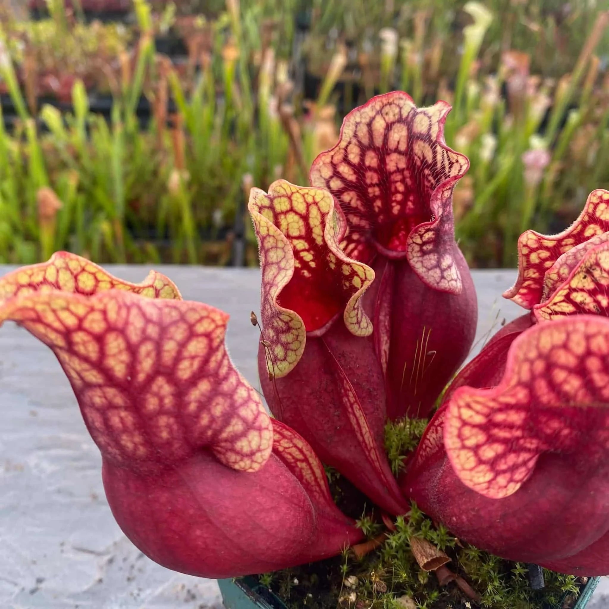 Sarracenia purpurea ssp. venosa, Tatnall Co., seedgrown or divisions, 12-15 cm 大森食虫植物農園