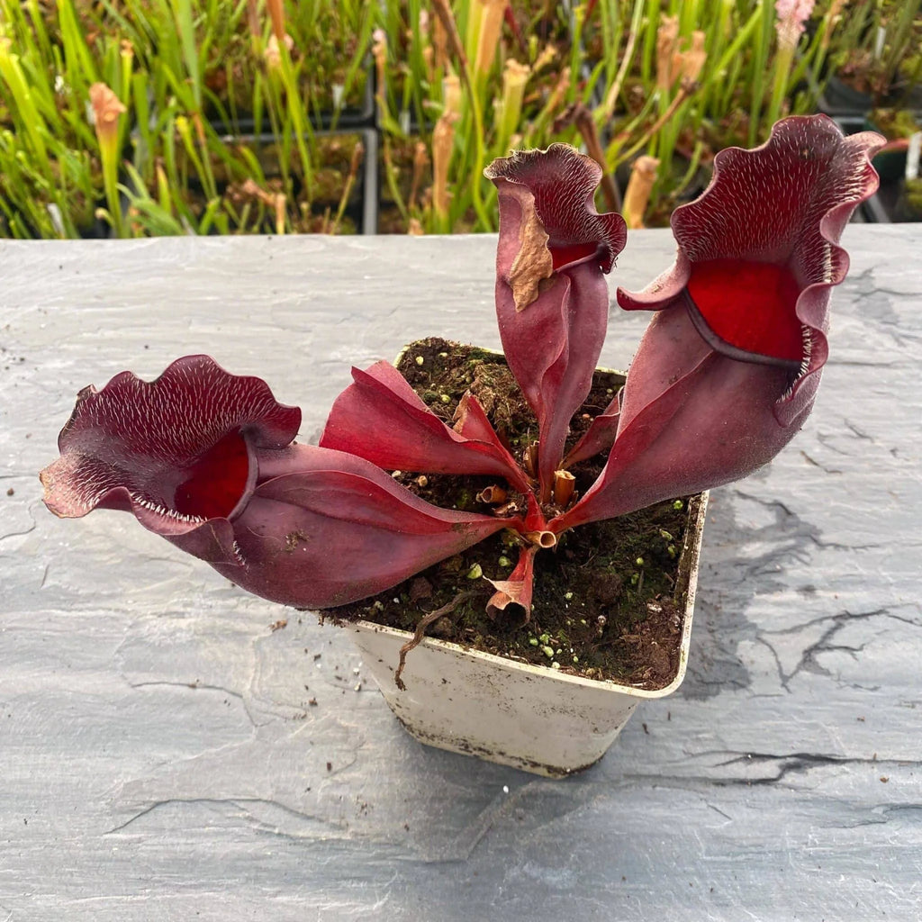 Sarracenia purpurea ssp. venosa „Wavy lid“ x ssp. venosa „Buddha Belly“ 10-12 cm 大森食虫植物農園