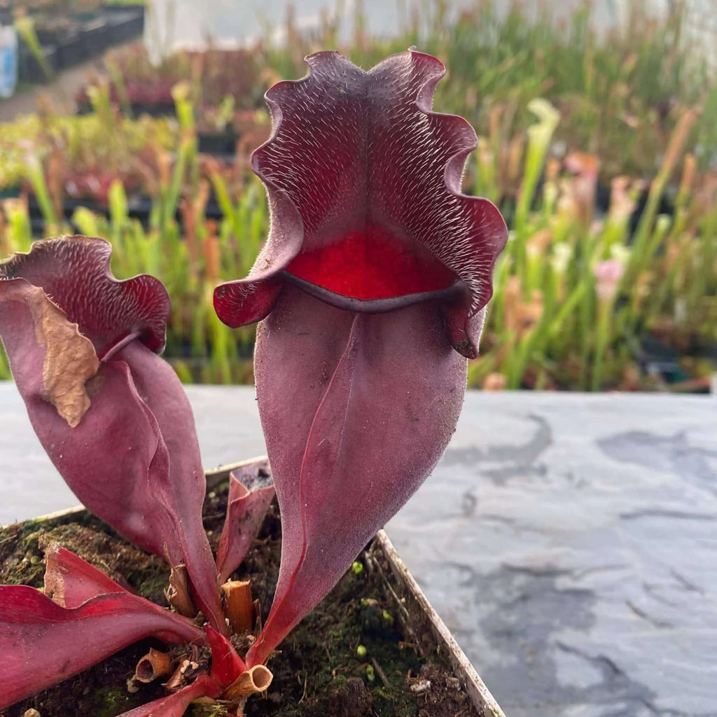 Sarracenia purpurea ssp. venosa „Wavy lid“ x ssp. venosa „Buddha Belly“ 10-12 cm 大森食虫植物農園