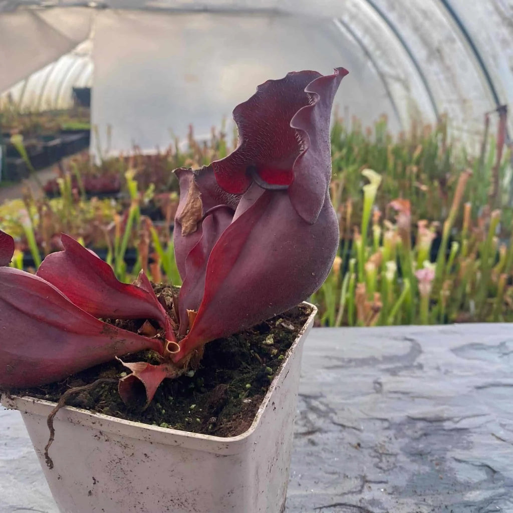 Sarracenia purpurea ssp. venosa „Wavy lid“ x ssp. venosa „Buddha Belly“ 10-12 cm 大森食虫植物農園