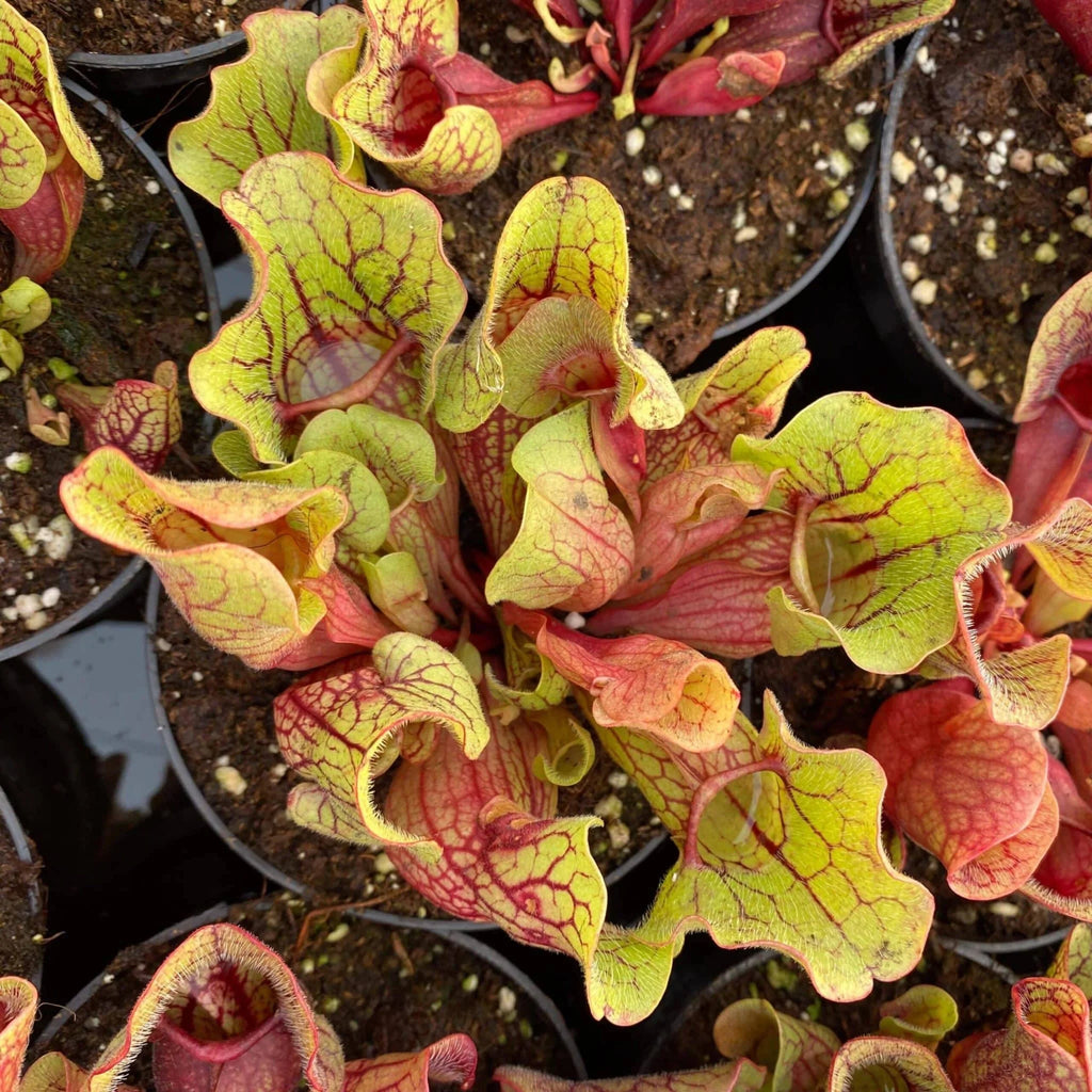 Sarracenia purpurea ssp. venosa „Yellow Flower“ x venosa „Belly of Blood“ 大森食虫植物農園