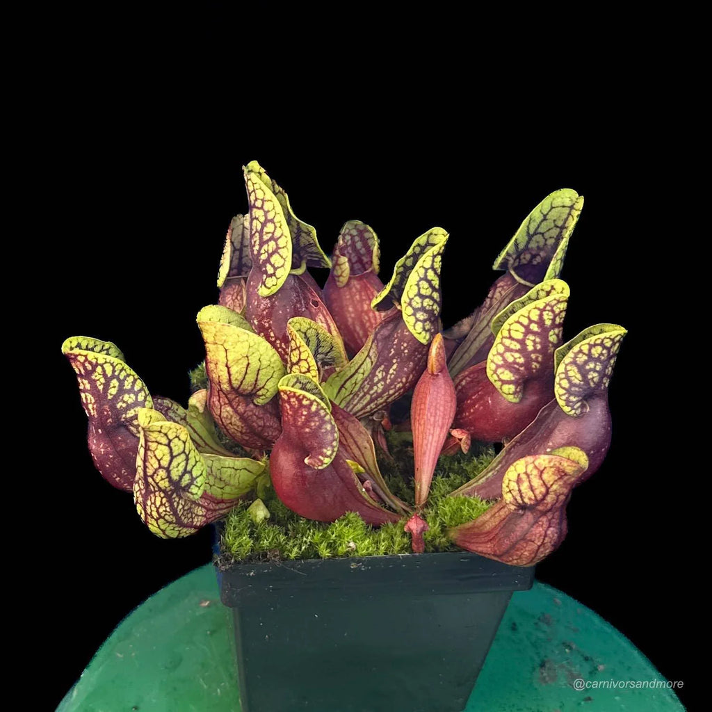 Sarracenia purpurea ssp. venosa “Yellow Flower“ x (montana KPC x PV19), 12-14 cm 大森食虫植物農園