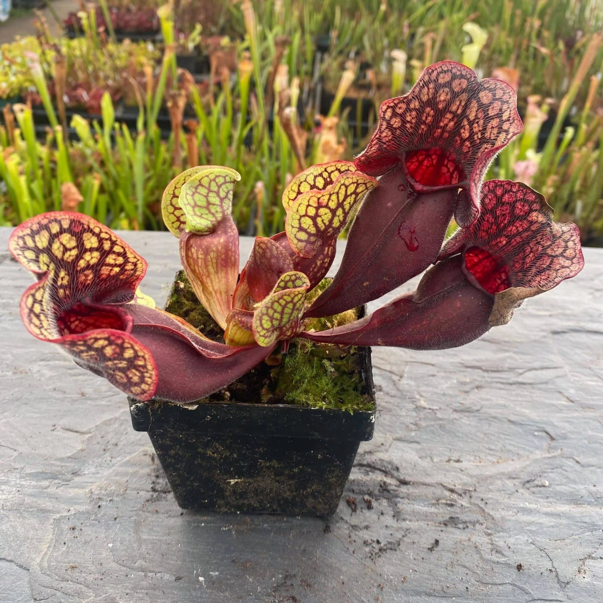 Sarracenia purpurea ssp. venosa (Yellow Flower x luteola) x Yellow Flower, 12-14 cm 大森食虫植物農園