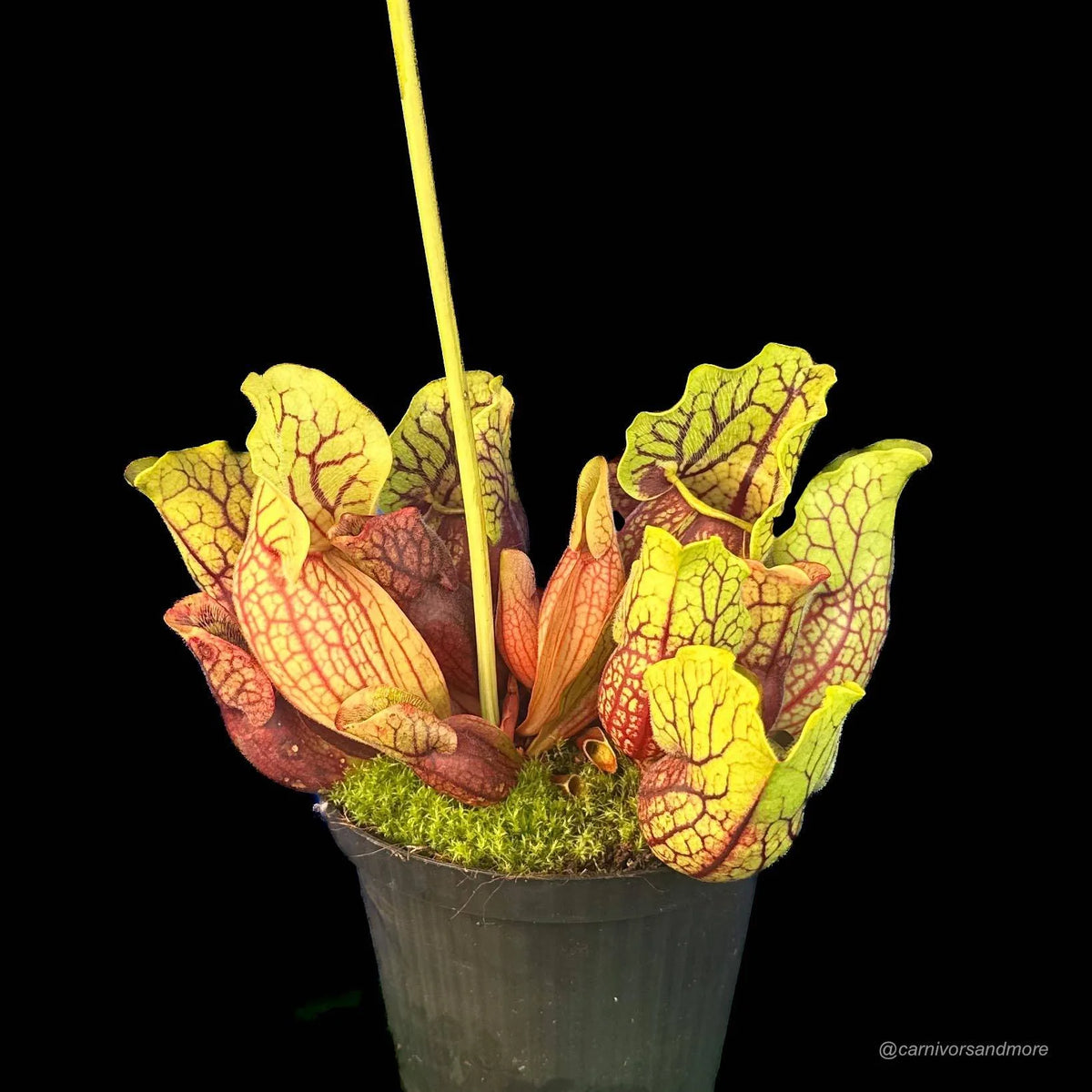 Sarracenia purpurea ssp. venosa (Yellow Flower x luteola) x Yellow Flower, 12-14 cm 大森食虫植物農園