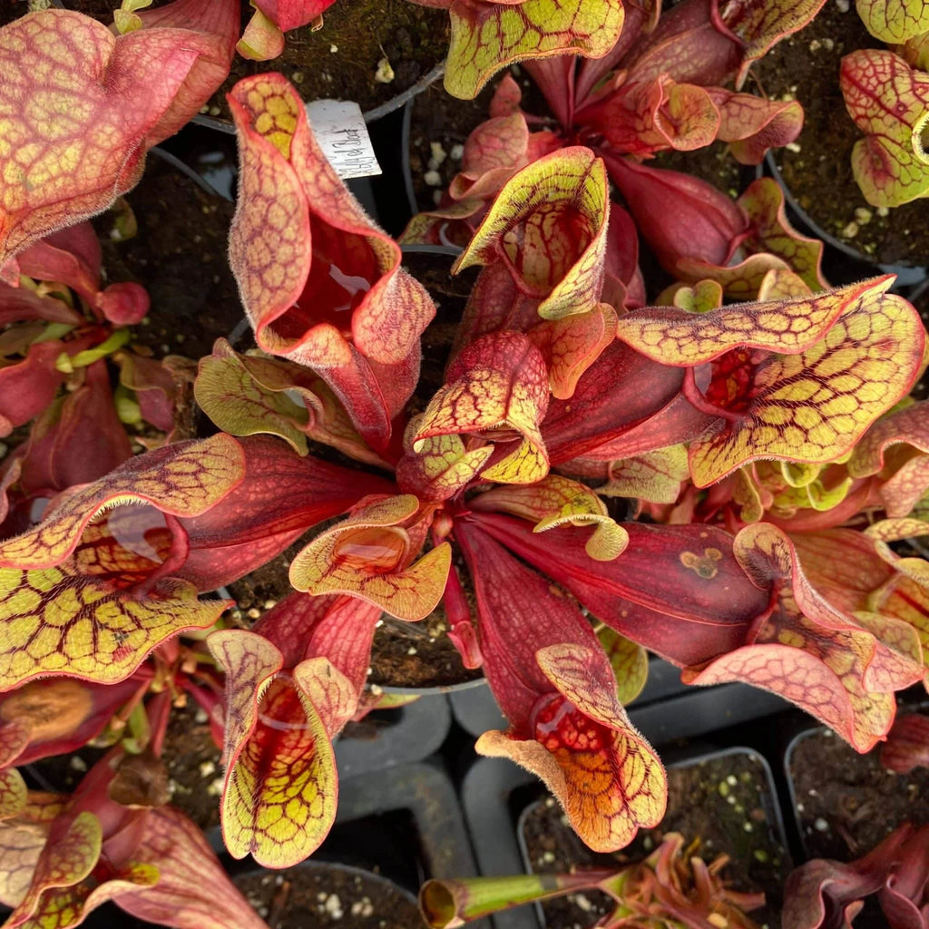 Sarracenia purpurea ssp. venosa „Yellow Flower“ x venosa „Belly of Blood“ 大森食虫植物農園