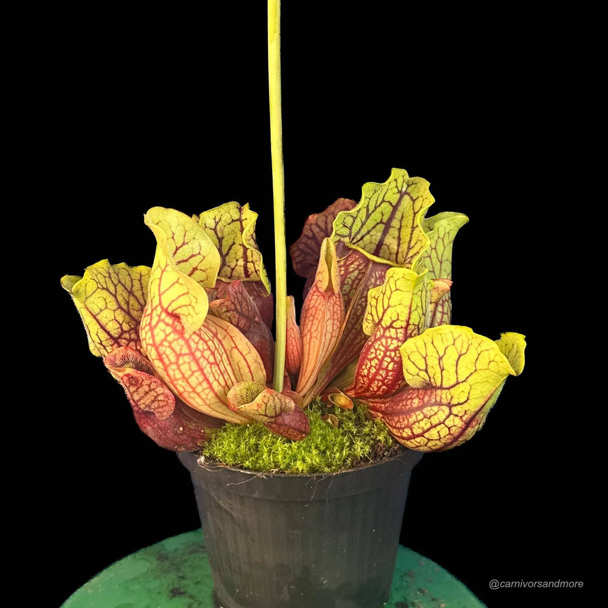 Sarracenia purpurea ssp. venosa (Yellow Flower x luteola) x Yellow Flower, 12-14 cm 大森食虫植物農園