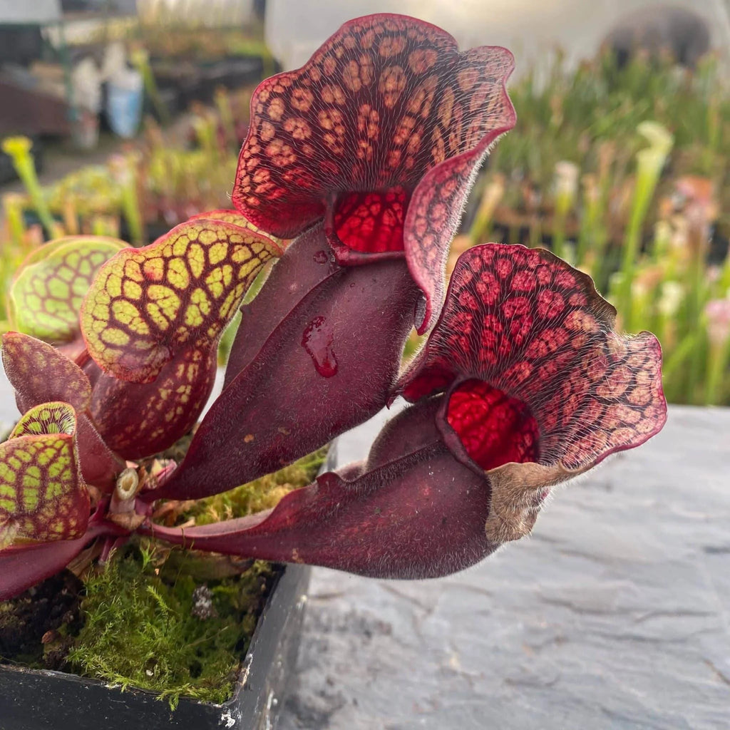 Sarracenia purpurea ssp. venosa (Yellow Flower x luteola) x Yellow Flower, 12-14 cm 大森食虫植物農園