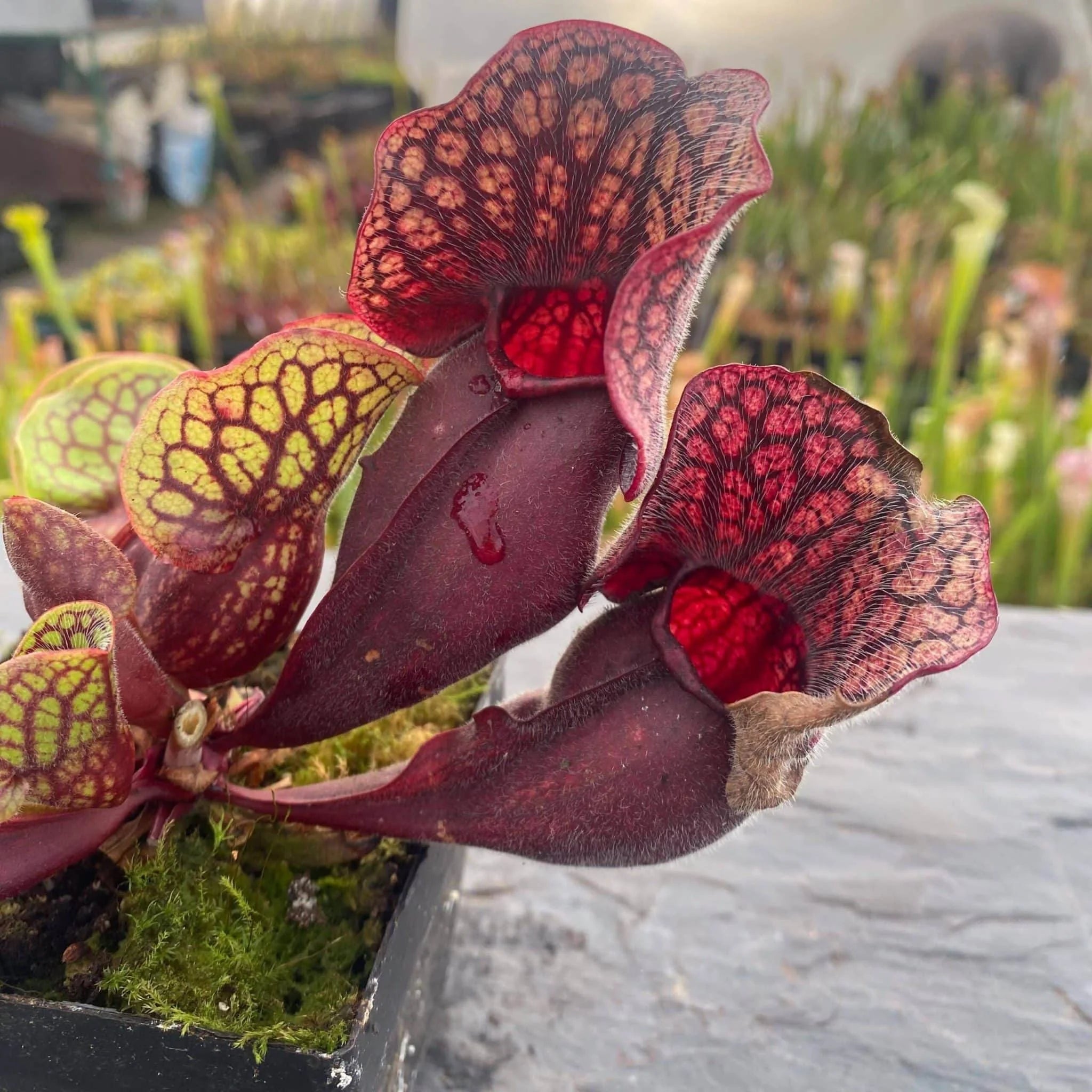 Sarracenia purpurea ssp. venosa (Yellow Flower x luteola) x Yellow Flower, 12-14 cm 大森食虫植物農園