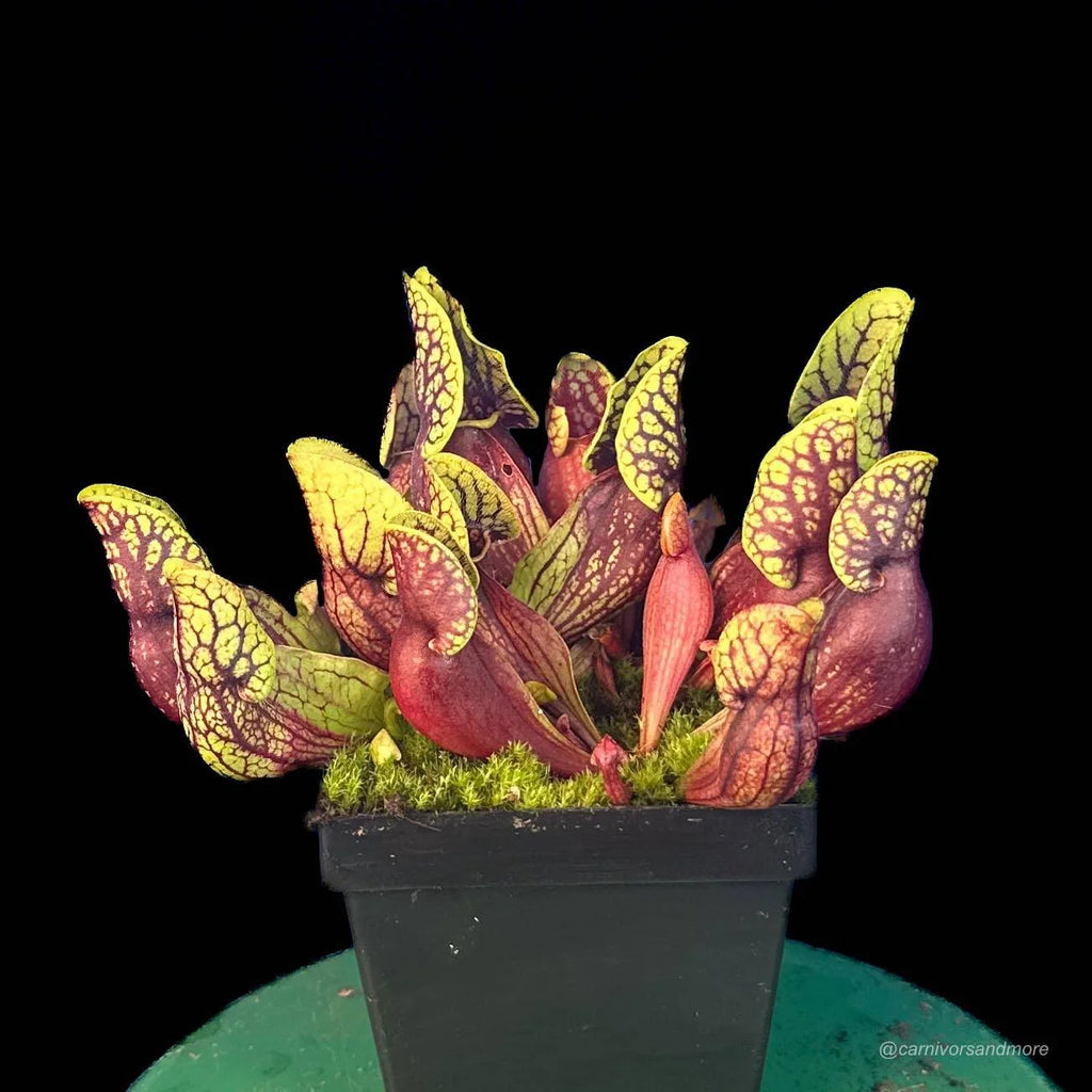 Sarracenia purpurea ssp. venosa “Yellow Flower“ x (montana KPC x PV19), 12-14 cm 大森食虫植物農園