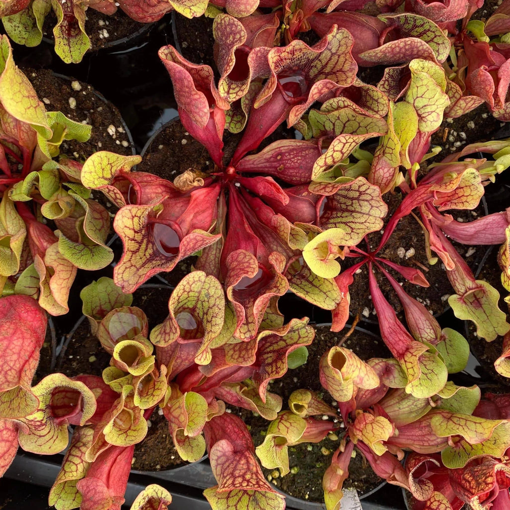 Sarracenia purpurea ssp. venosa „Yellow Flower“ x venosa „Belly of Blood“ 大森食虫植物農園