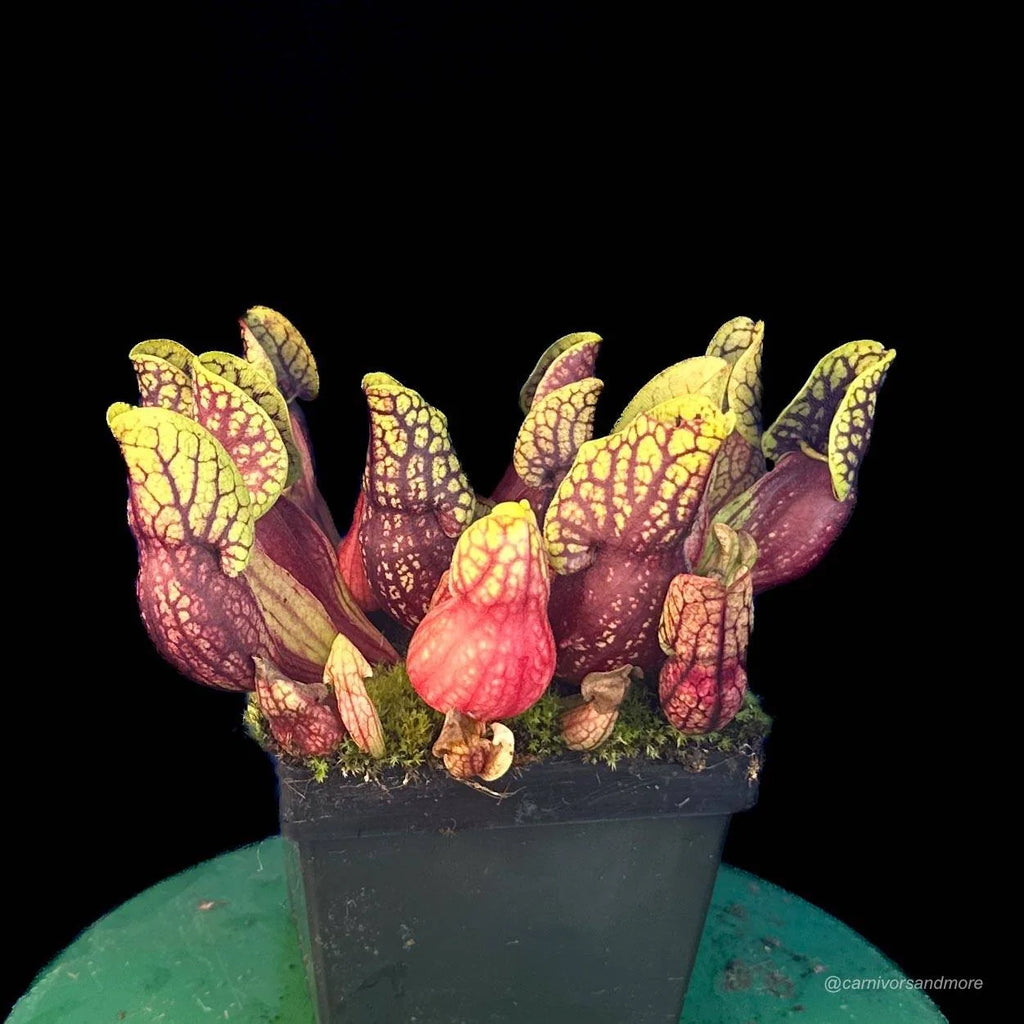 Sarracenia purpurea ssp. venosa “Yellow Flower“ x (montana KPC x PV19), 12-14 cm 大森食虫植物農園