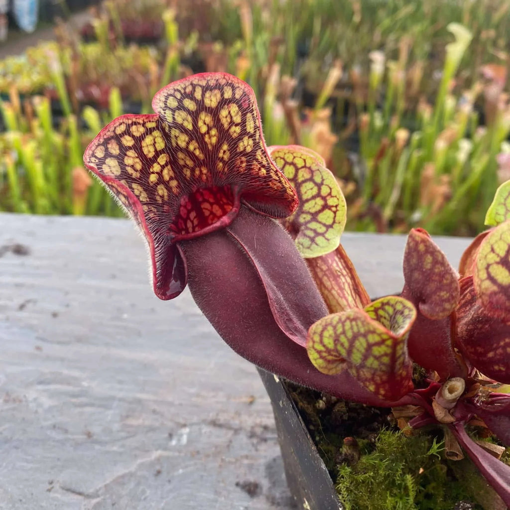 Sarracenia purpurea ssp. venosa (Yellow Flower x luteola) x Yellow Flower, 12-14 cm 大森食虫植物農園