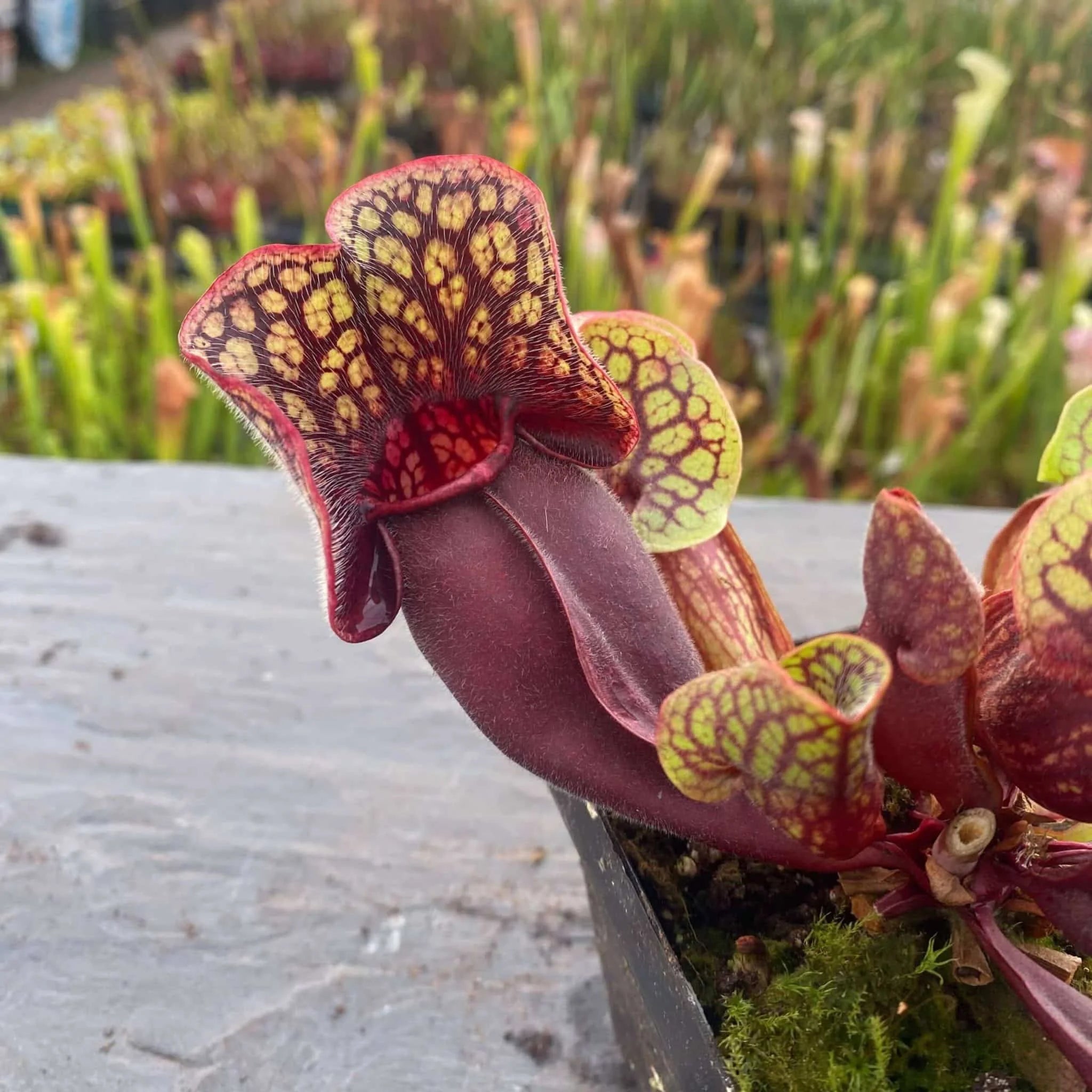 Sarracenia purpurea ssp. venosa (Yellow Flower x luteola) x Yellow Flower, 12-14 cm 大森食虫植物農園