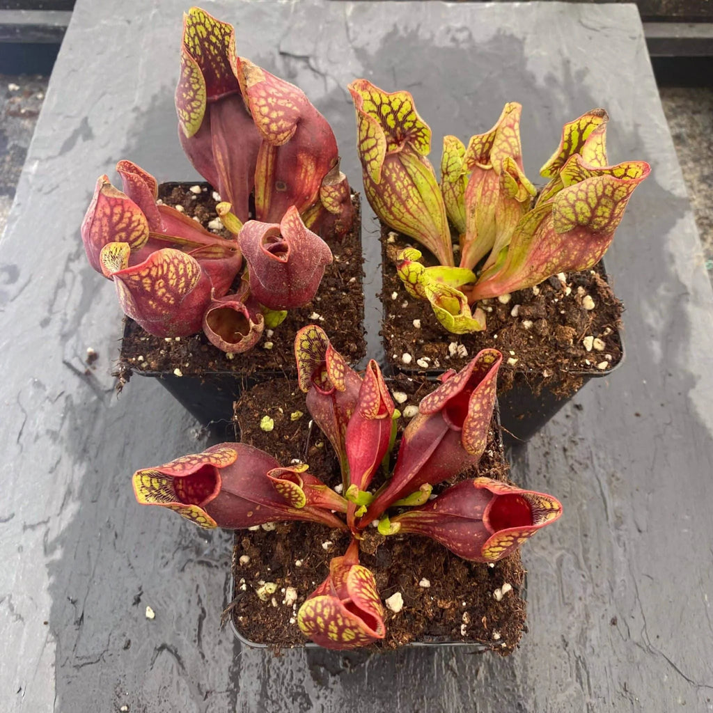 Sarracenia purpurea ssp. venosa „(Yellow Flower x luteola) x montana Tom’s Swamp“, 12-14 cm 大森食虫植物農園