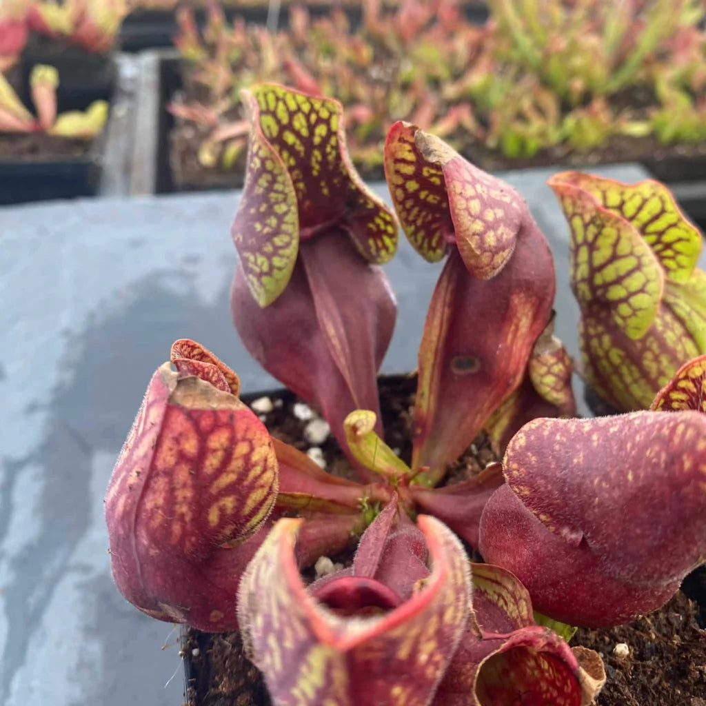 Sarracenia purpurea ssp. venosa „(Yellow Flower x luteola) x montana Tom’s Swamp“, 12-14 cm 大森食虫植物農園