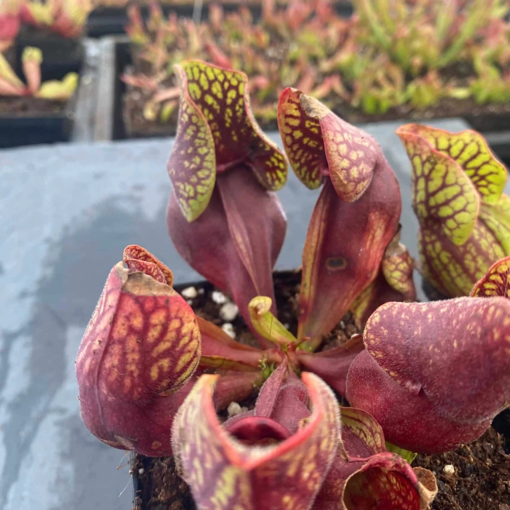 Sarracenia purpurea ssp. venosa „(Yellow Flower x luteola) x montana Tom’s Swamp“, 12-14 cm 大森食虫植物農園