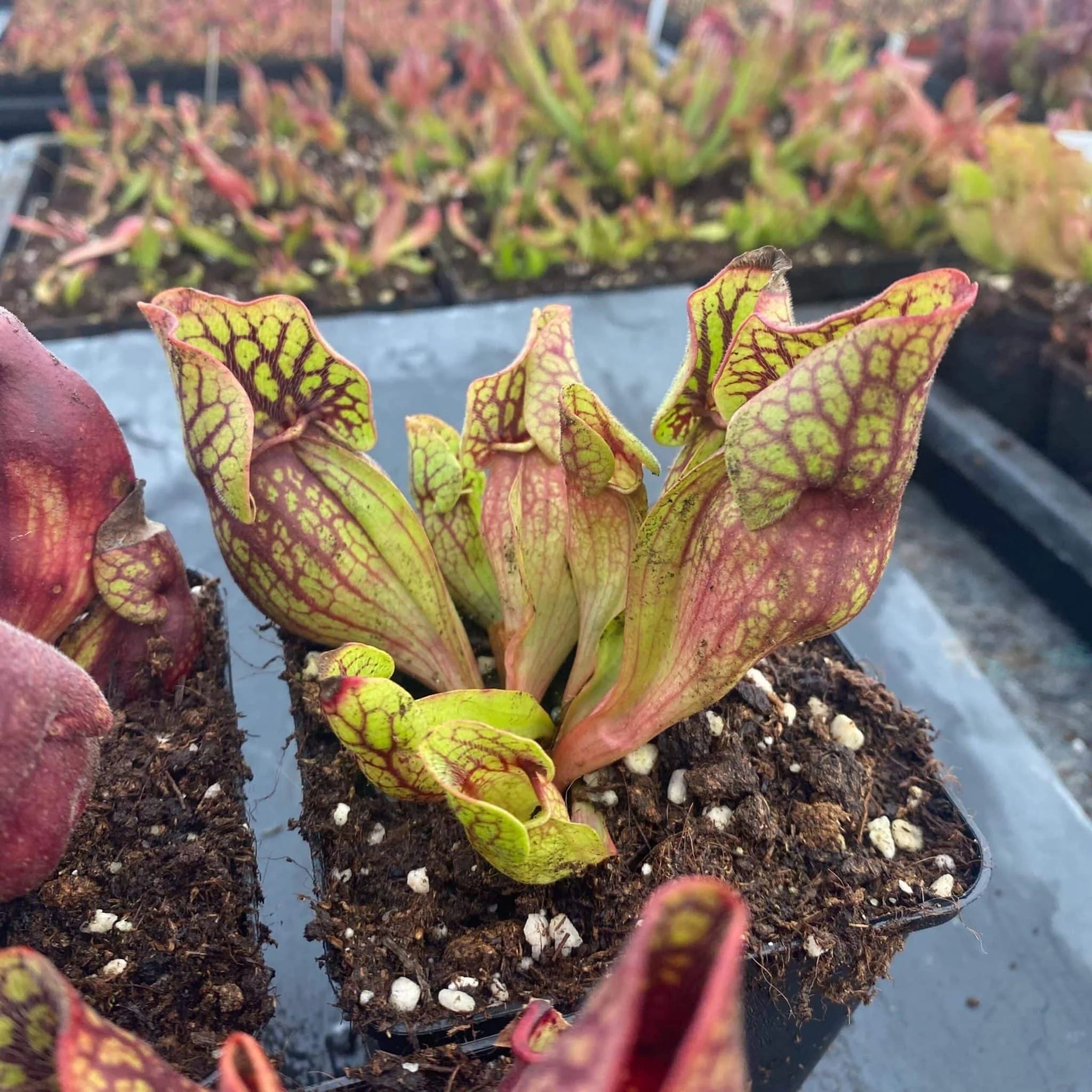 Sarracenia purpurea ssp. venosa „(Yellow Flower x luteola) x montana Tom’s Swamp“, 12-14 cm 大森食虫植物農園