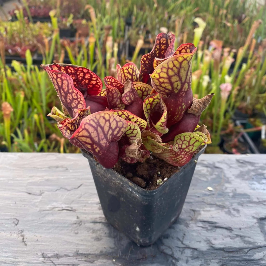 Sarracenia purpurea ssp. venosa „(Yellow Flower x luteola) x montana Tom’s Swamp“, 12-14 cm 大森食虫植物農園