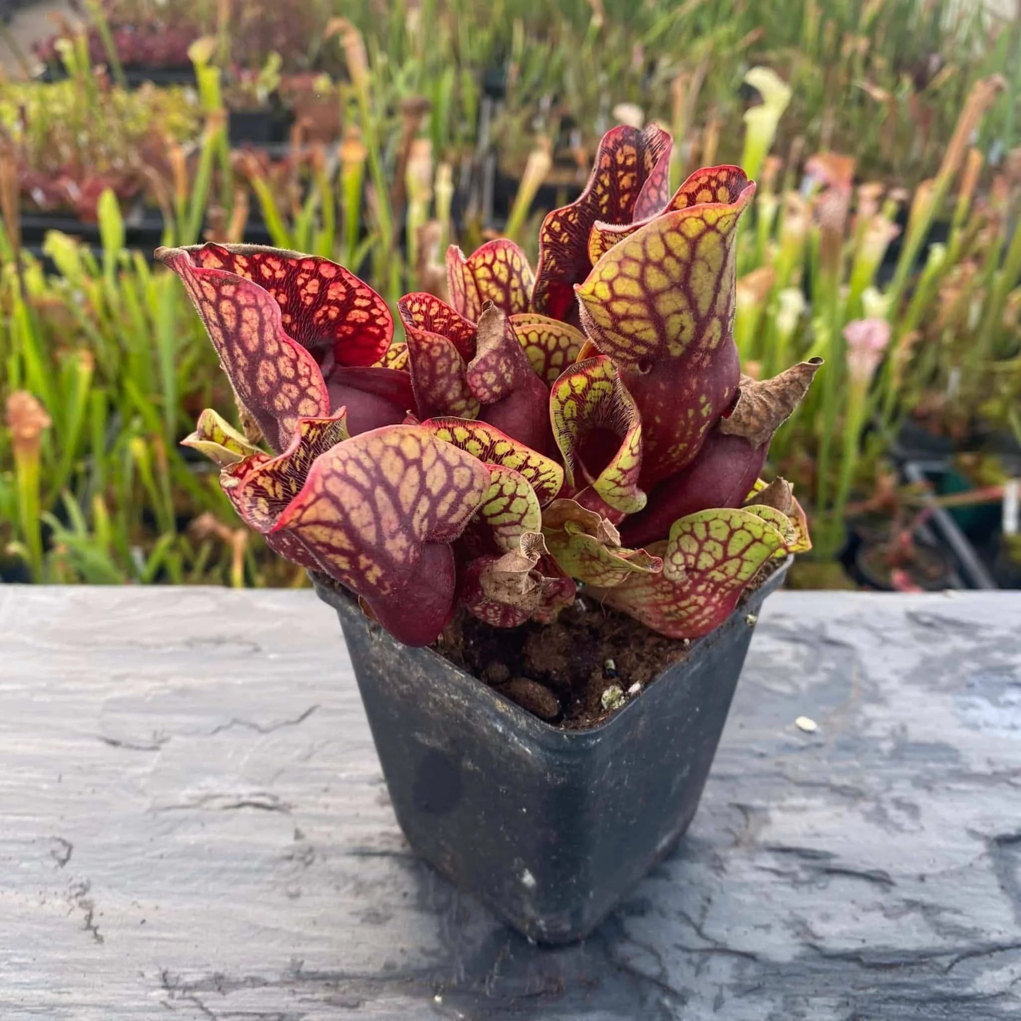 Sarracenia purpurea ssp. venosa „(Yellow Flower x luteola) x montana Tom’s Swamp“, 12-14 cm 大森食虫植物農園